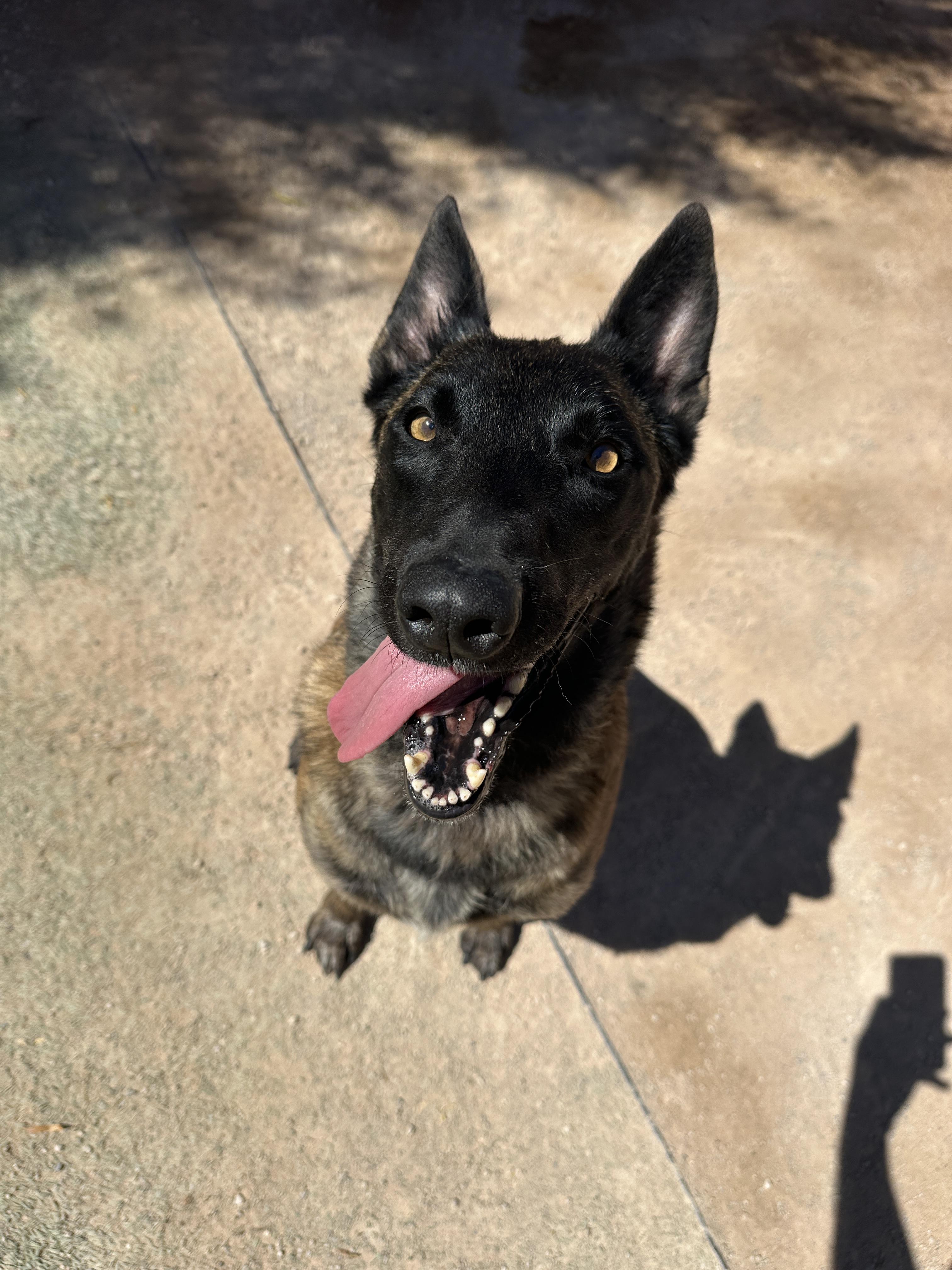 Looney, Adoptable, Adult Female Belgian Shepherd / Malinois.