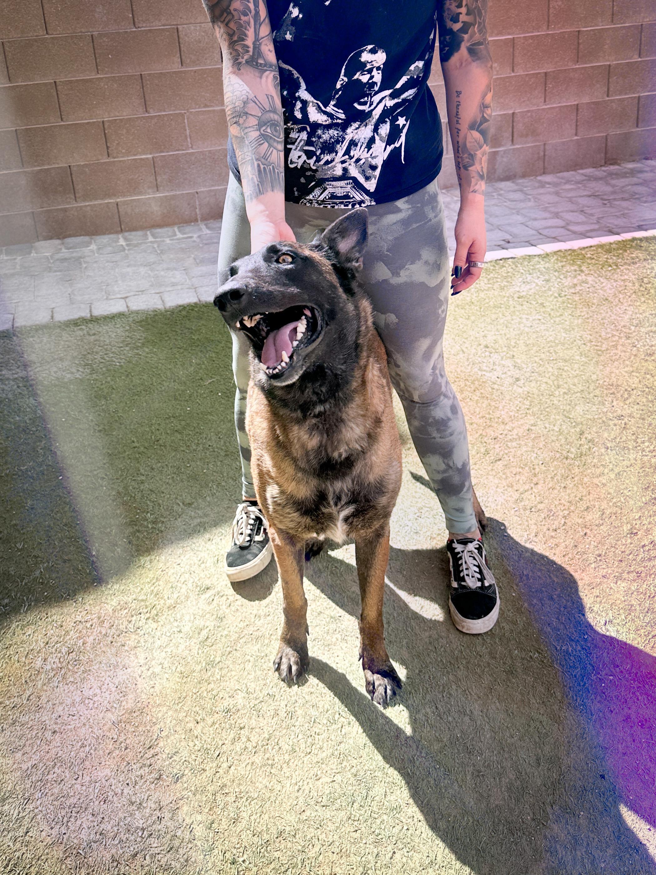 Enlarge Looney, a Adoptable Belgian Shepherd / Malinois in North Las Vegas, NV image 2/3