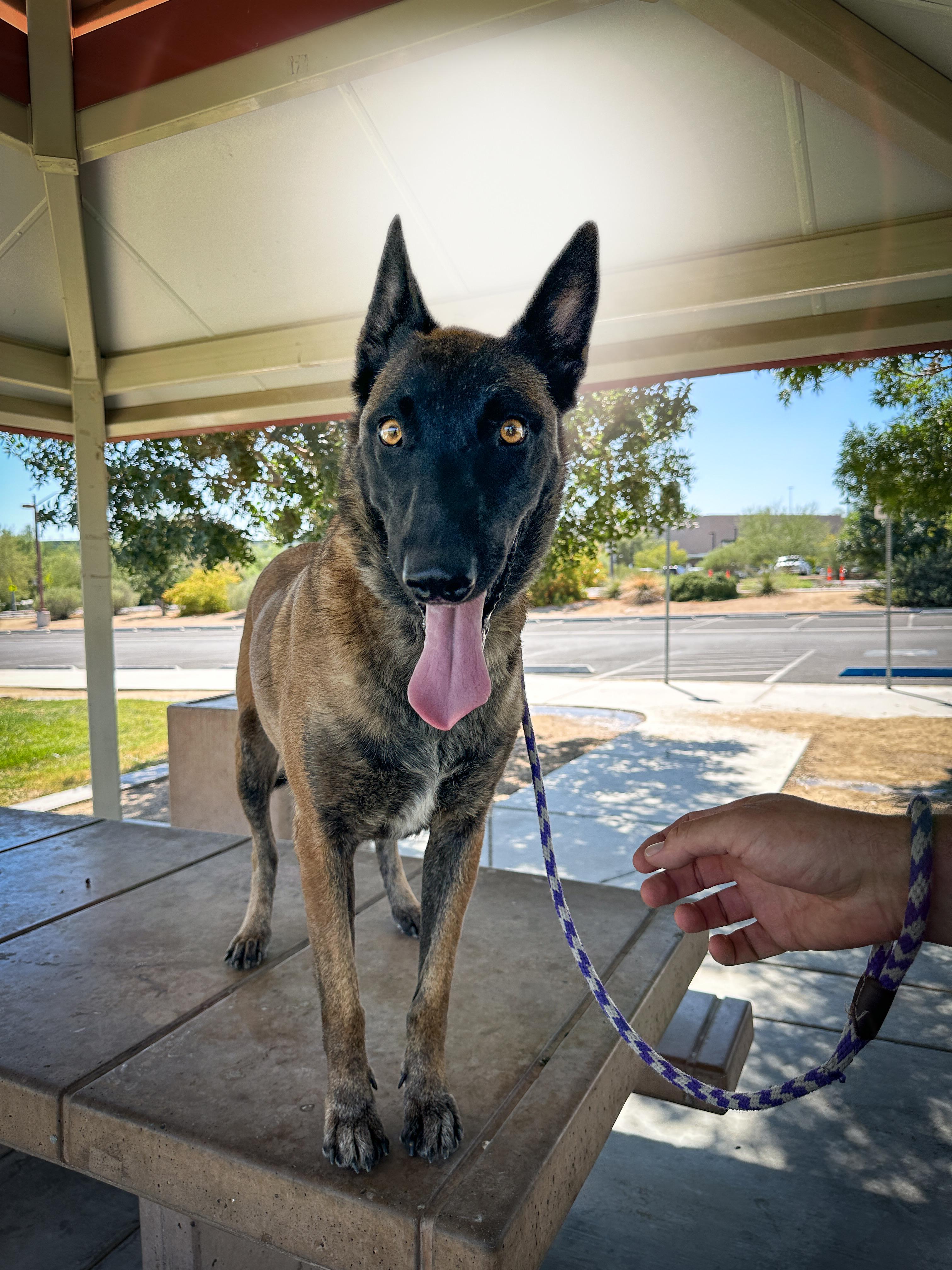 Enlarge Looney, a Adoptable Belgian Shepherd / Malinois in North Las Vegas, NV image 3/3