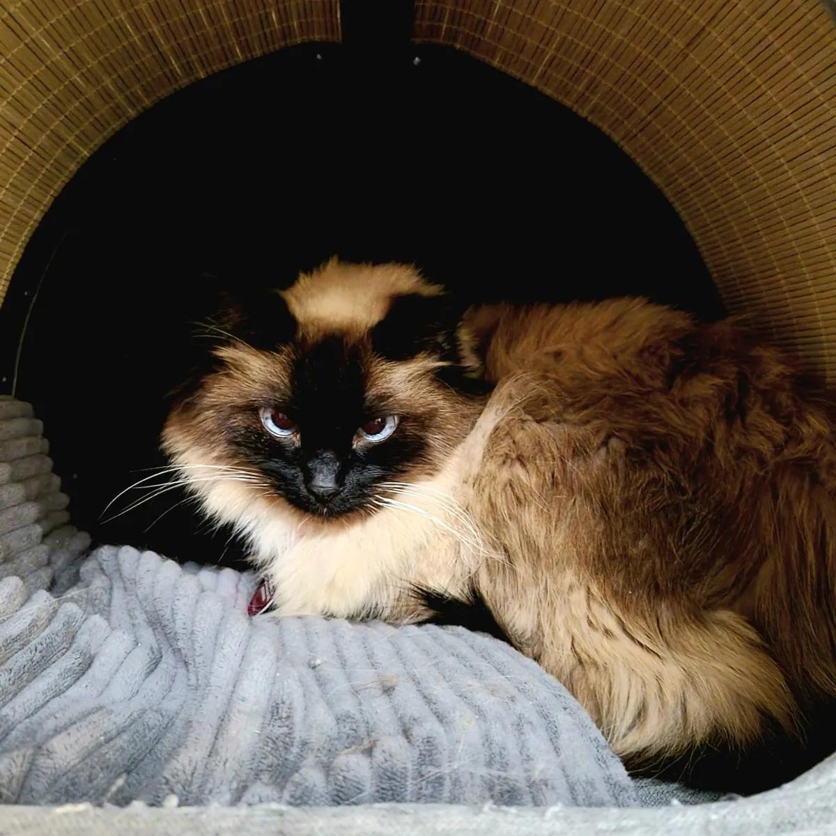 Enlarge Willow, a ADOPTABLE Ragdoll in Mount Pleasant, SC image 2/2