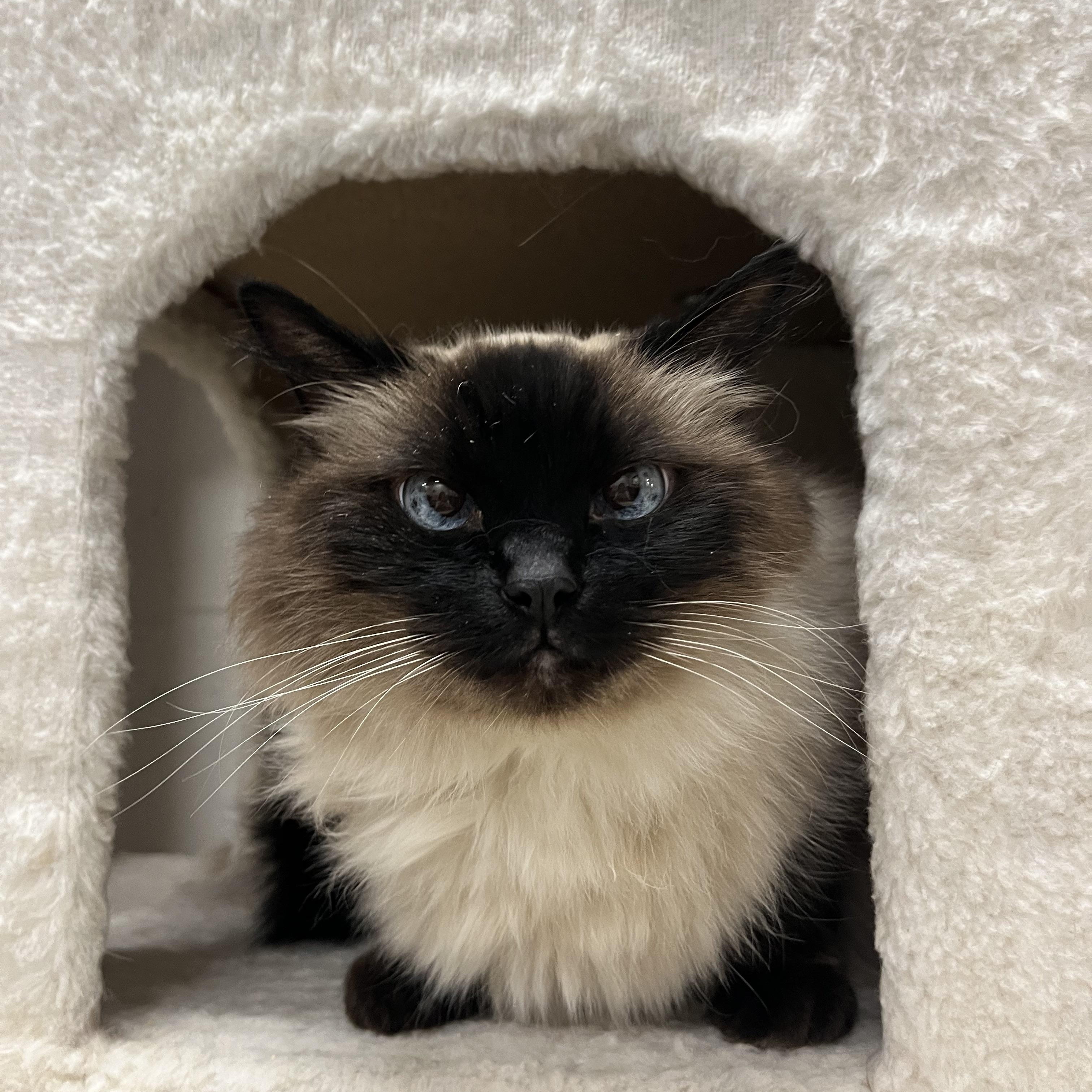 Enlarge Willow, a ADOPTABLE Ragdoll in Mount Pleasant, SC image 1/2