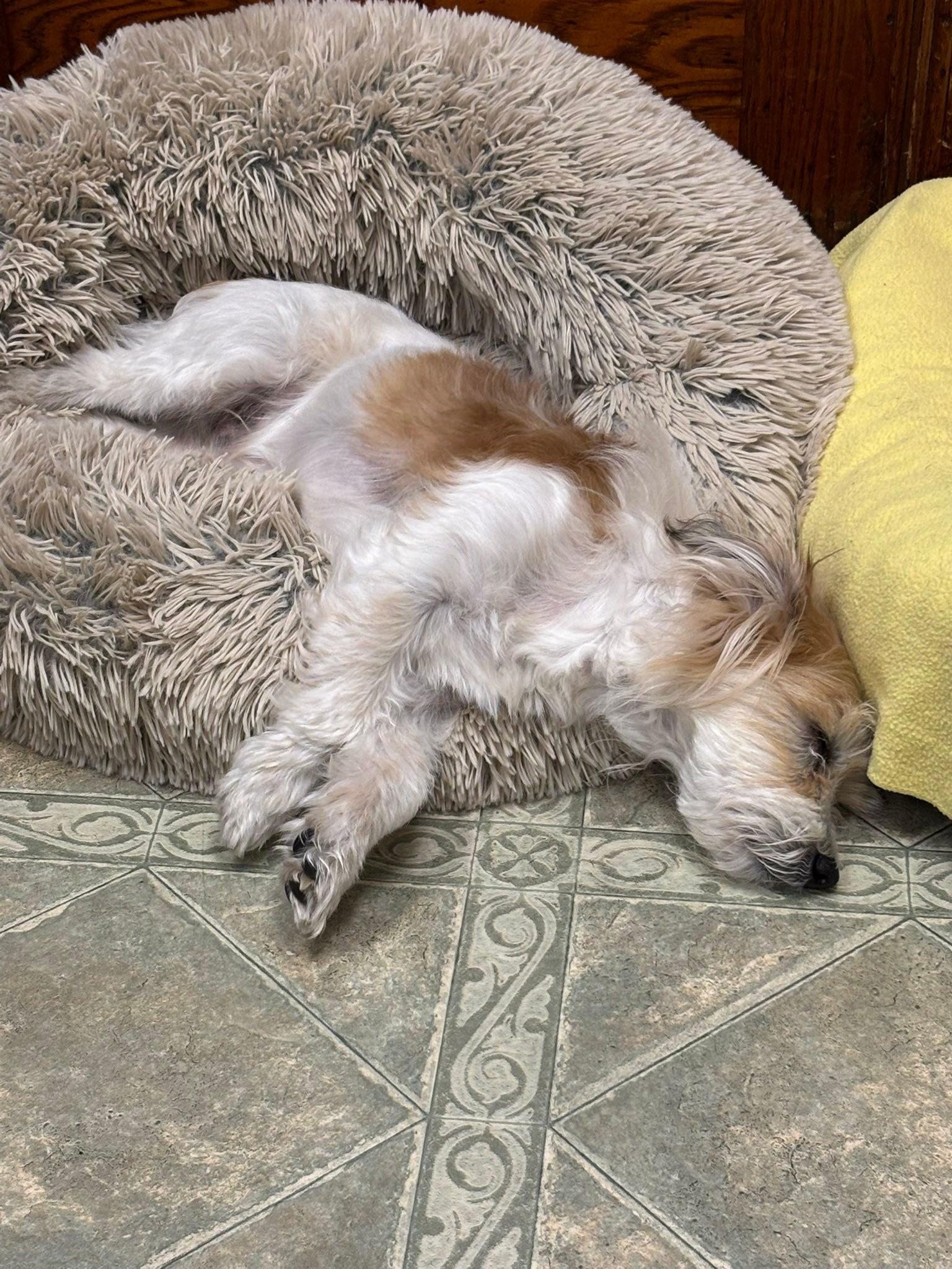 Rex, Adoptable, Senior Male Terrier.