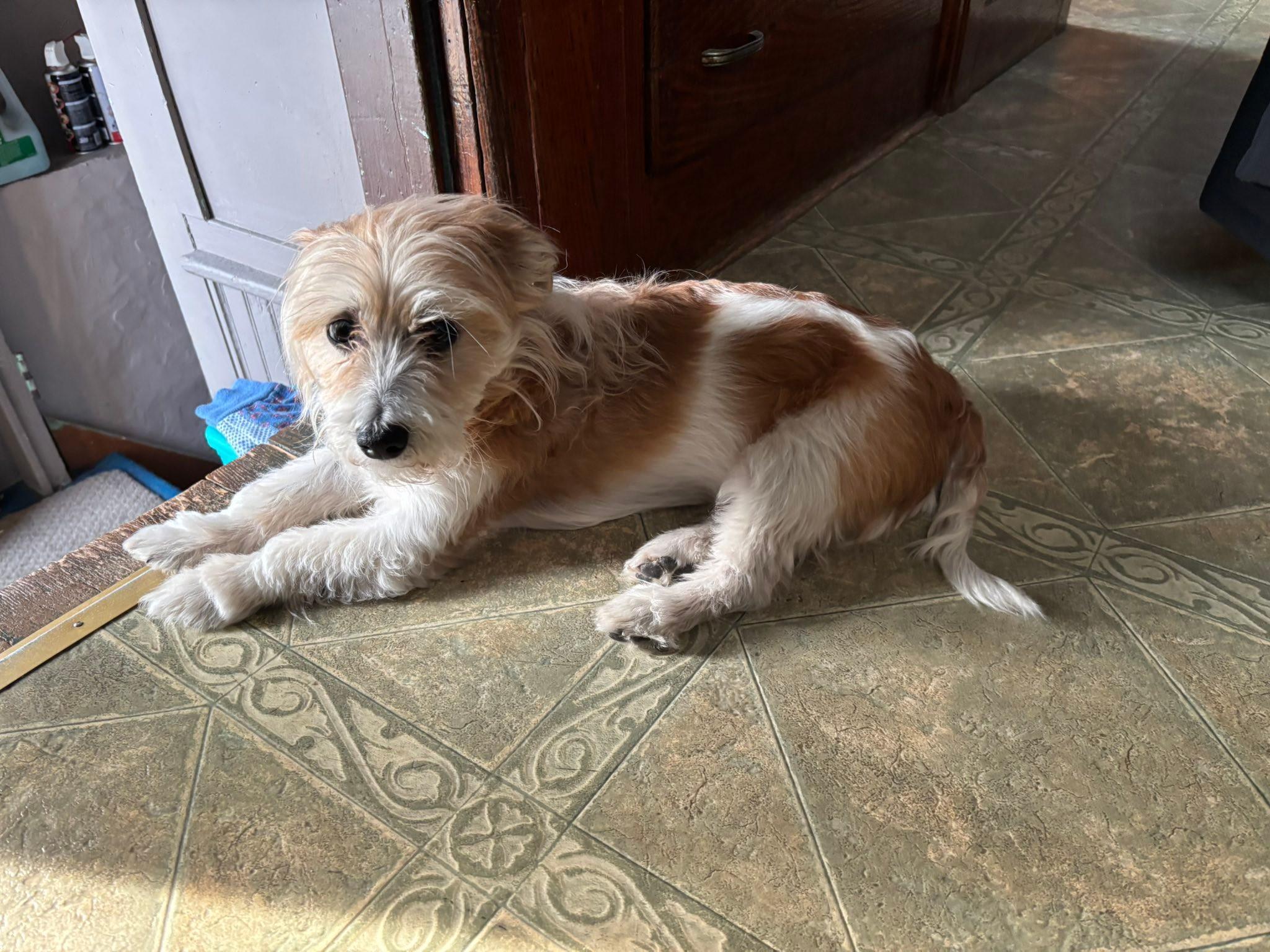 Rex, a Adoptable mixed breed in Hewitt, NJ image 3/6