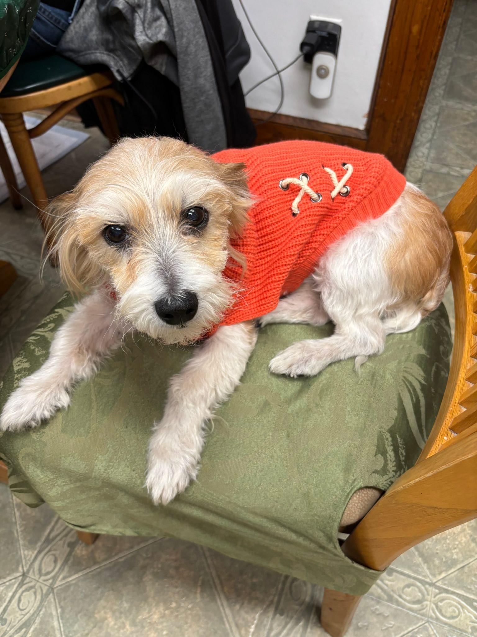 Rex, a Adoptable mixed breed in Hewitt, NJ image 5/6