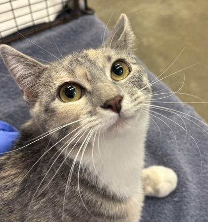 Scream Cheese @ Petsmart