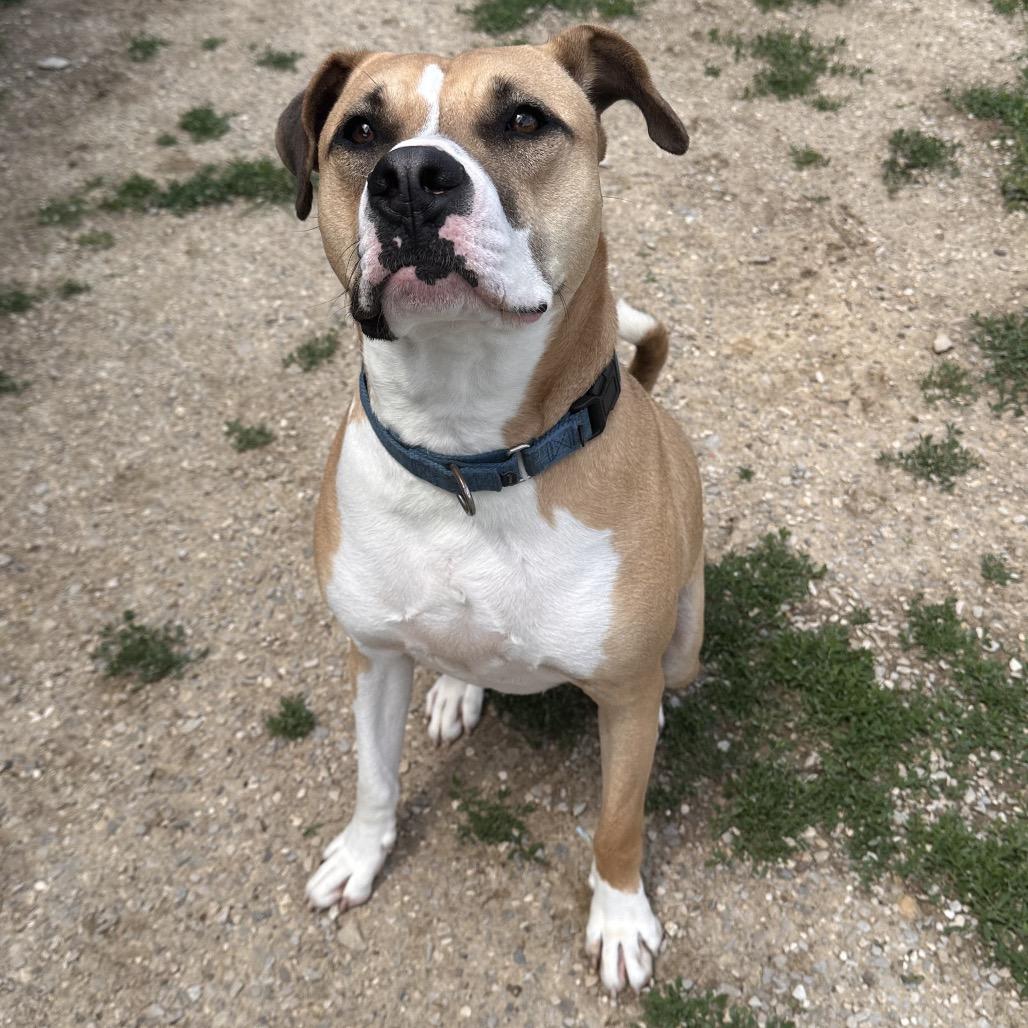 Enlarge James, a Adoptable American Staffordshire Terrier in Mount Vernon, IN image 1/6