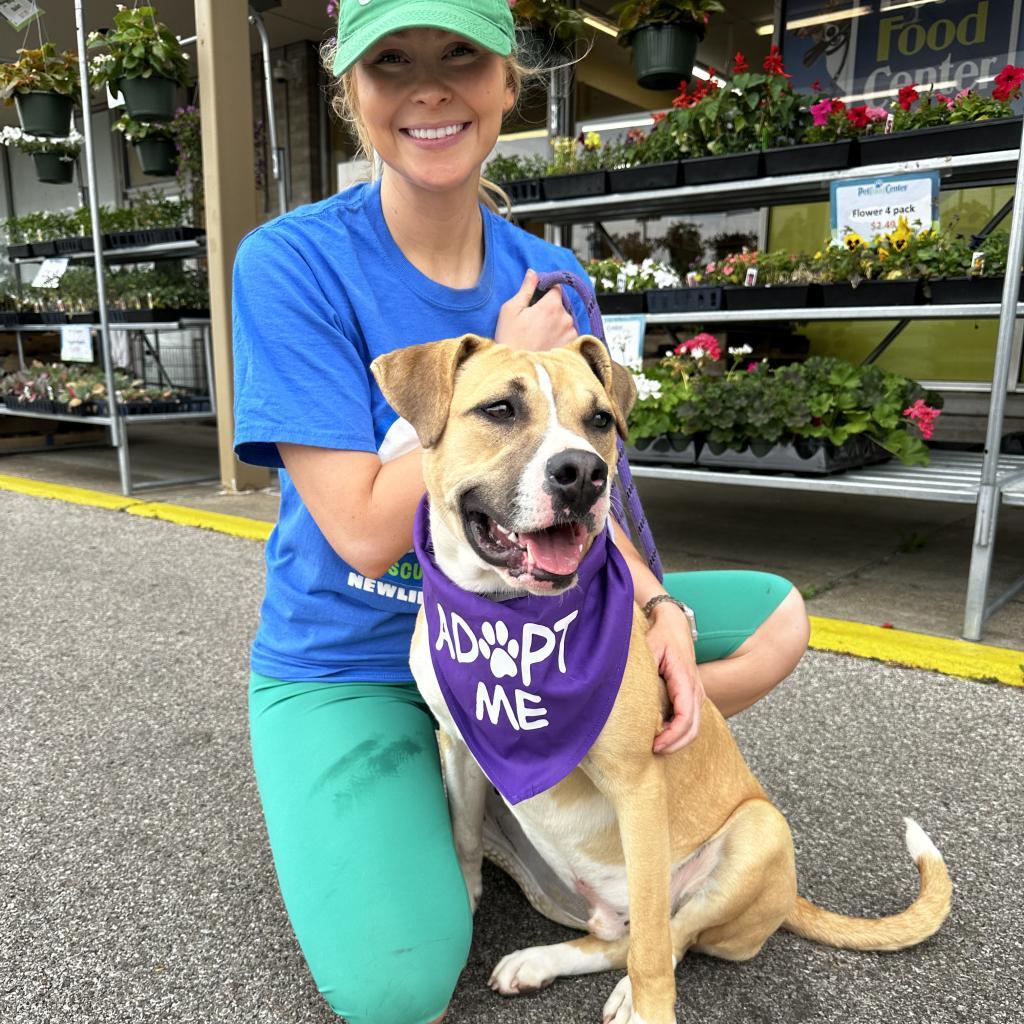 James, a Adoptable American Staffordshire Terrier in Mount Vernon, IN image 2/6