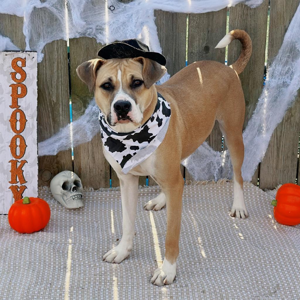 James, a Adoptable American Staffordshire Terrier in Mount Vernon, IN image 3/6