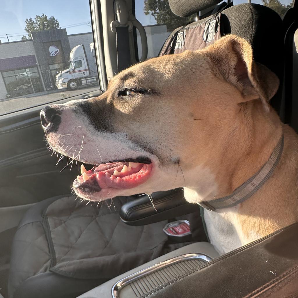 Enlarge James, a Adoptable American Staffordshire Terrier in Mount Vernon, IN image 2/6