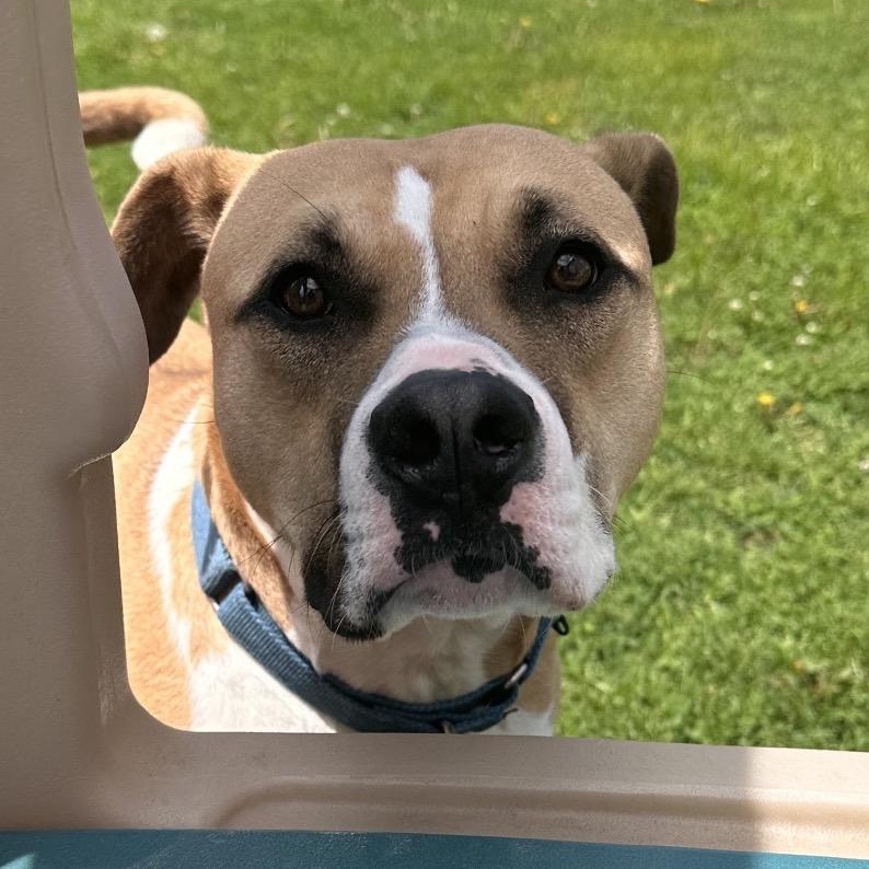 Enlarge James, a Adoptable American Staffordshire Terrier in Mount Vernon, IN image 3/6