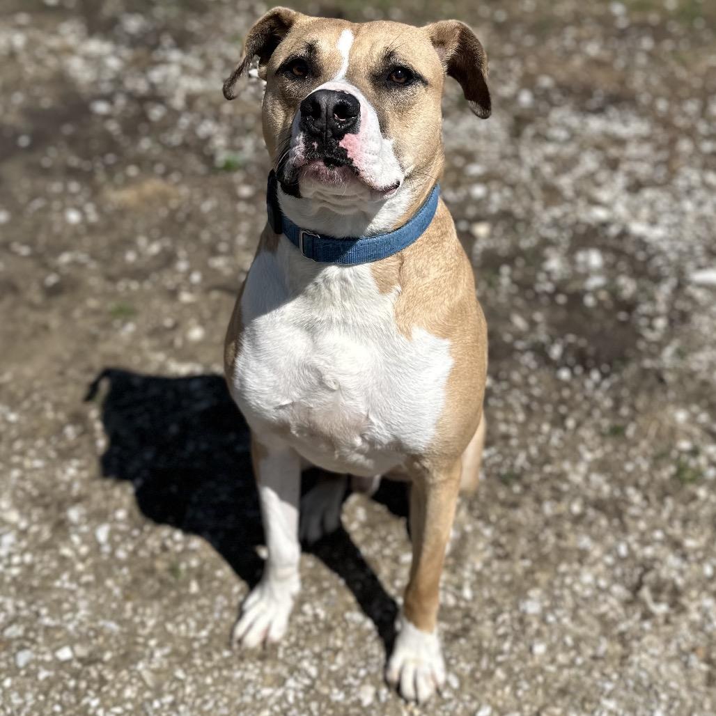 Enlarge James, a Adoptable American Staffordshire Terrier in Mount Vernon, IN image 4/6