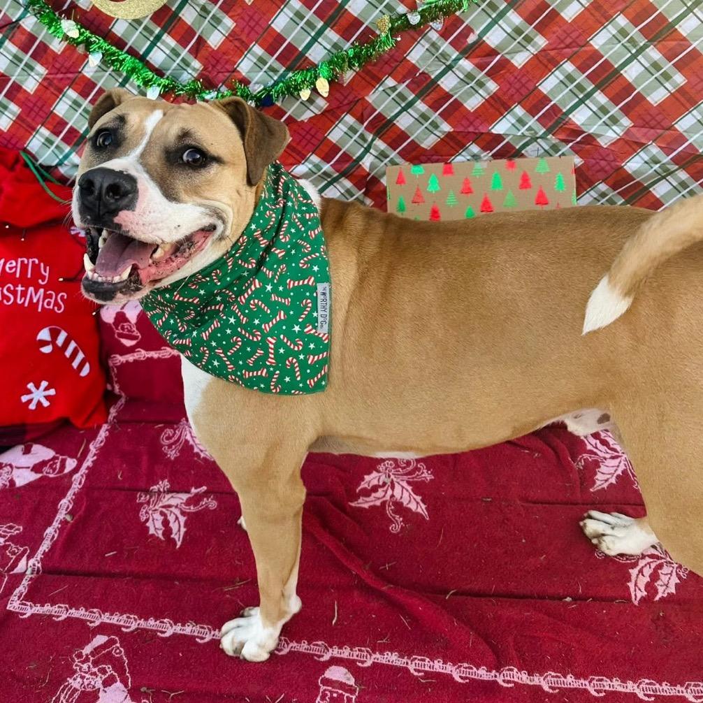 James, a Adoptable American Staffordshire Terrier in Mount Vernon, IN image 5/6