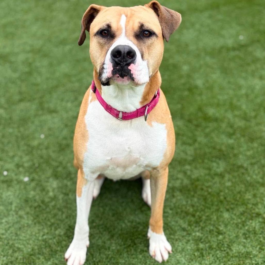 Enlarge James, a Adoptable American Staffordshire Terrier in Mount Vernon, IN image 4/6