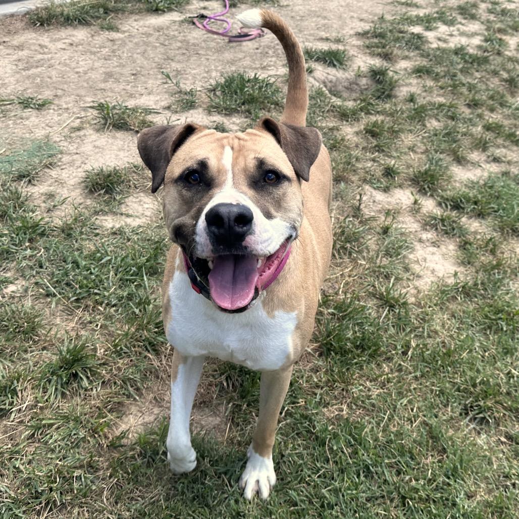 Enlarge James, a Adoptable American Staffordshire Terrier in Mount Vernon, IN image 4/6