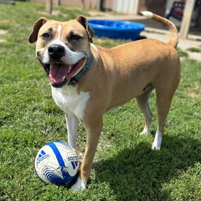 James, a Adoptable American Staffordshire Terrier in Mount Vernon, IN image 6/6