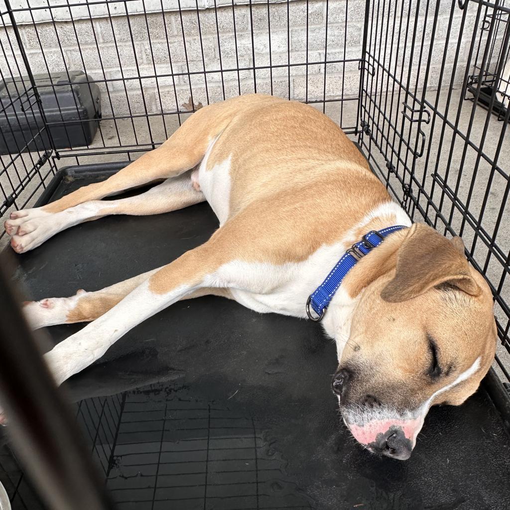James, a Adoptable American Staffordshire Terrier in Mount Vernon, IN image 6/6