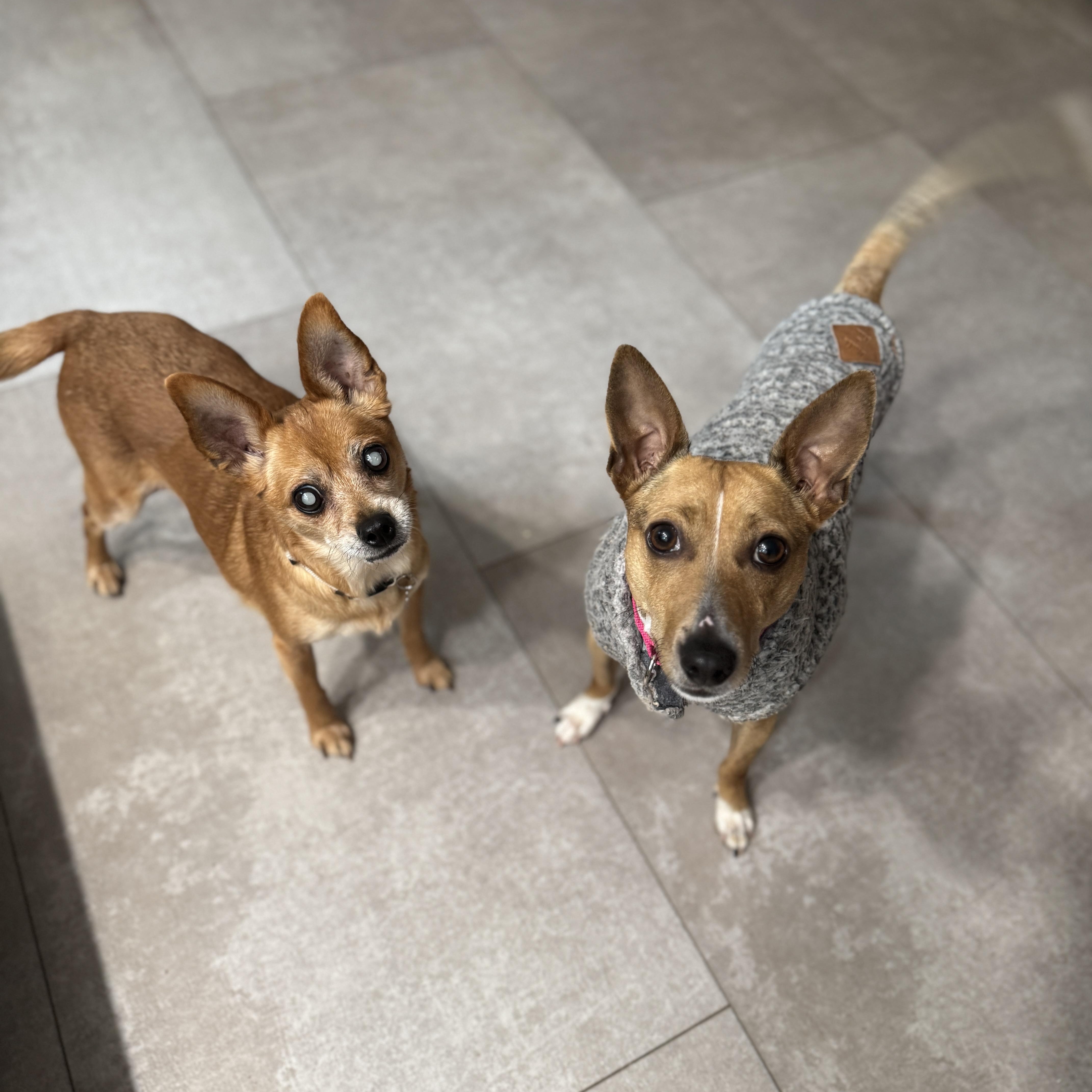 Piper, a ADOPTABLE mixed breed in Richmond, VA image 3/5