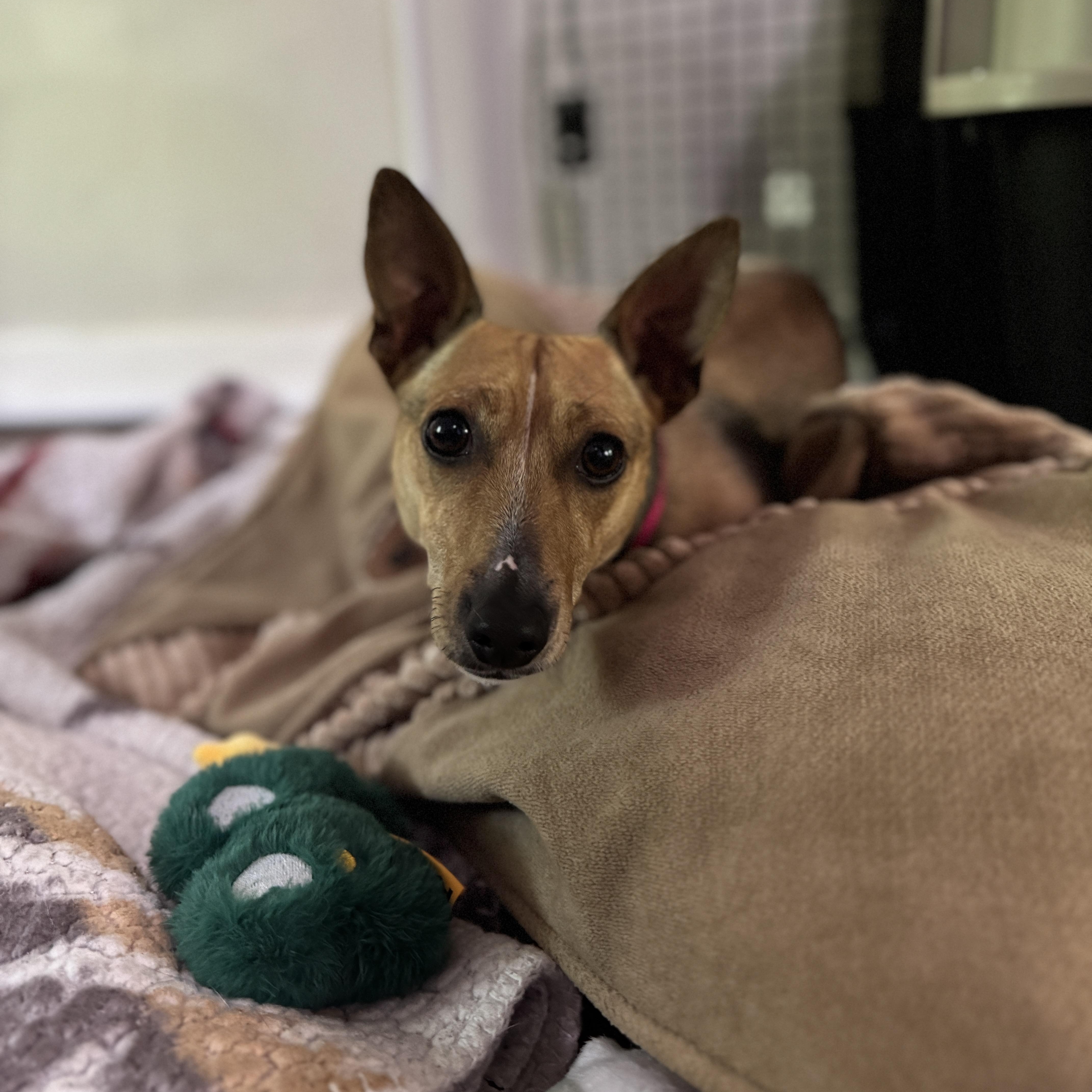 Piper, a ADOPTABLE mixed breed in Richmond, VA image 4/5