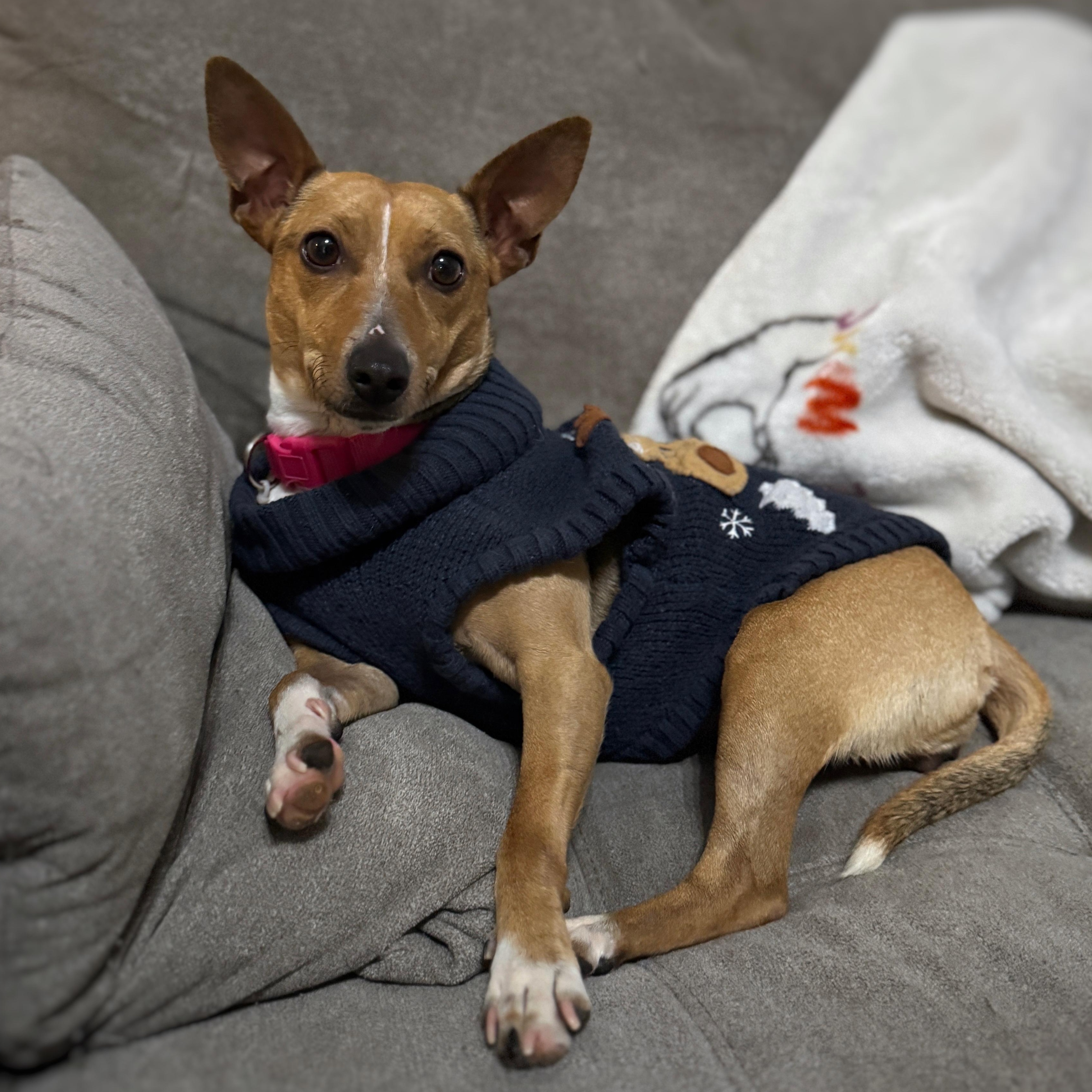 Piper, a ADOPTABLE mixed breed in Richmond, VA image 1/5