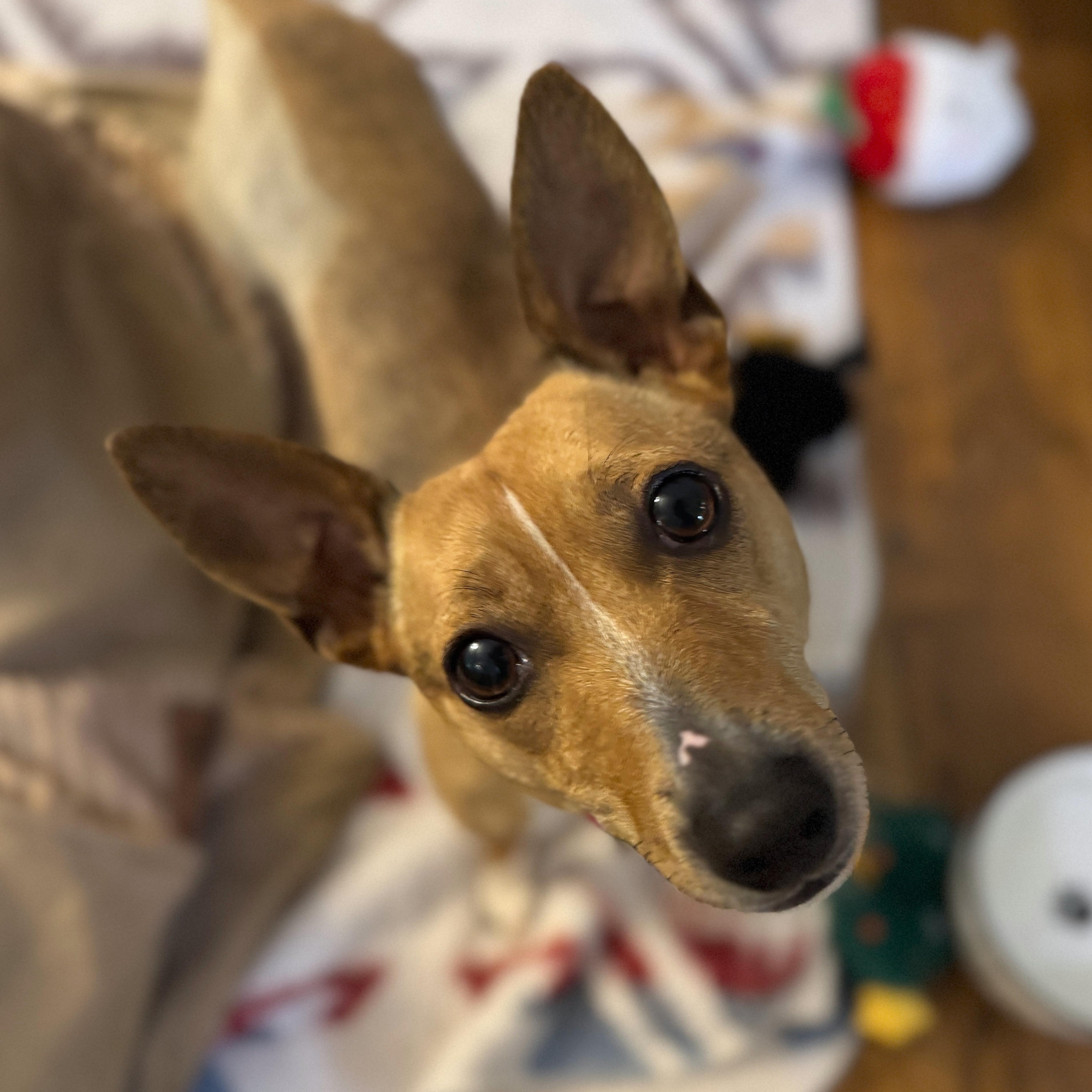 Piper, a ADOPTABLE mixed breed in Richmond, VA image 5/5