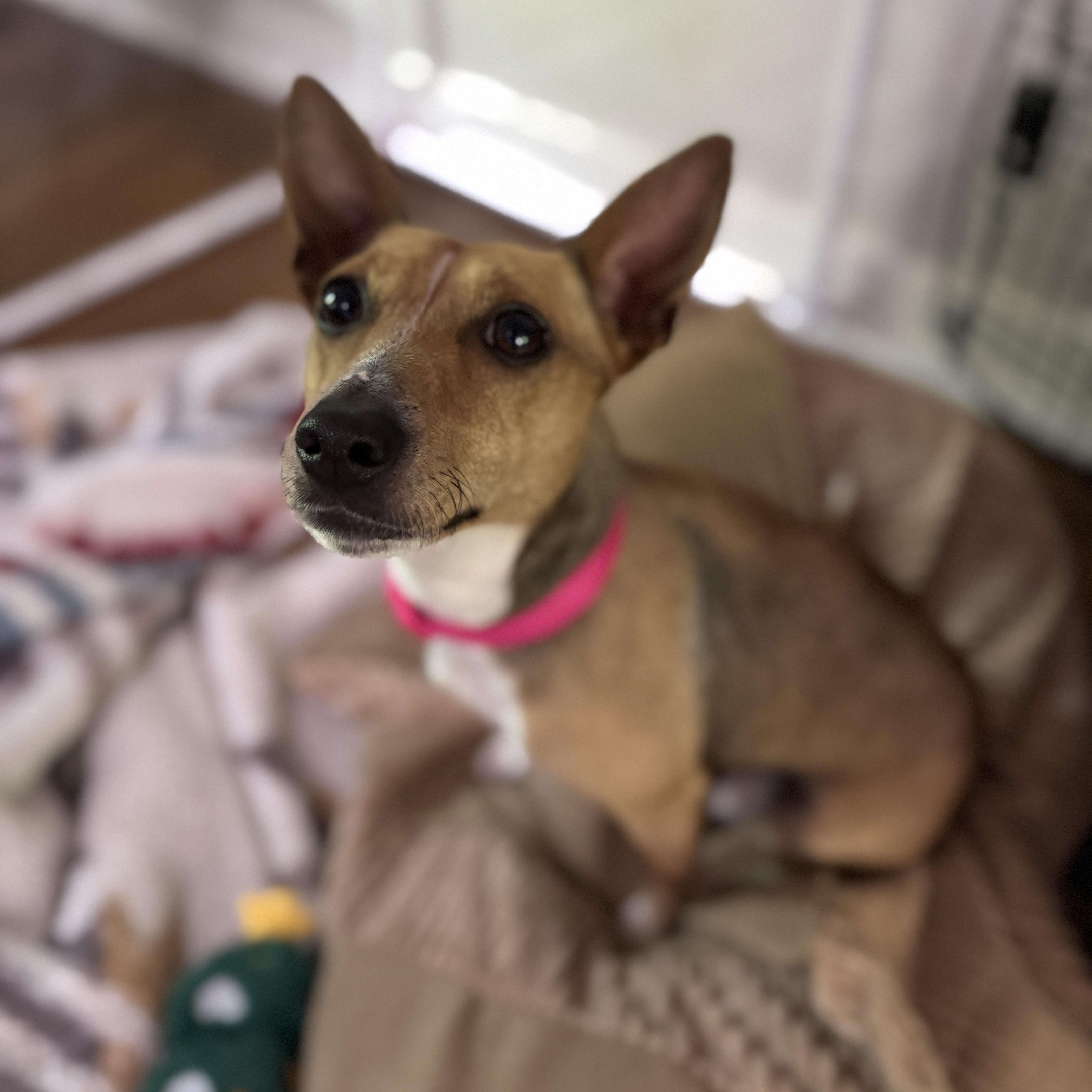 Piper, a ADOPTABLE mixed breed in Richmond, VA image 2/5