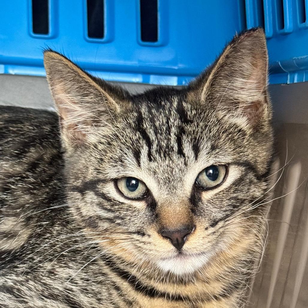 Enlarge Tadpole, a Adoptable Domestic Short Hair in Kennebunk, ME image 1/3