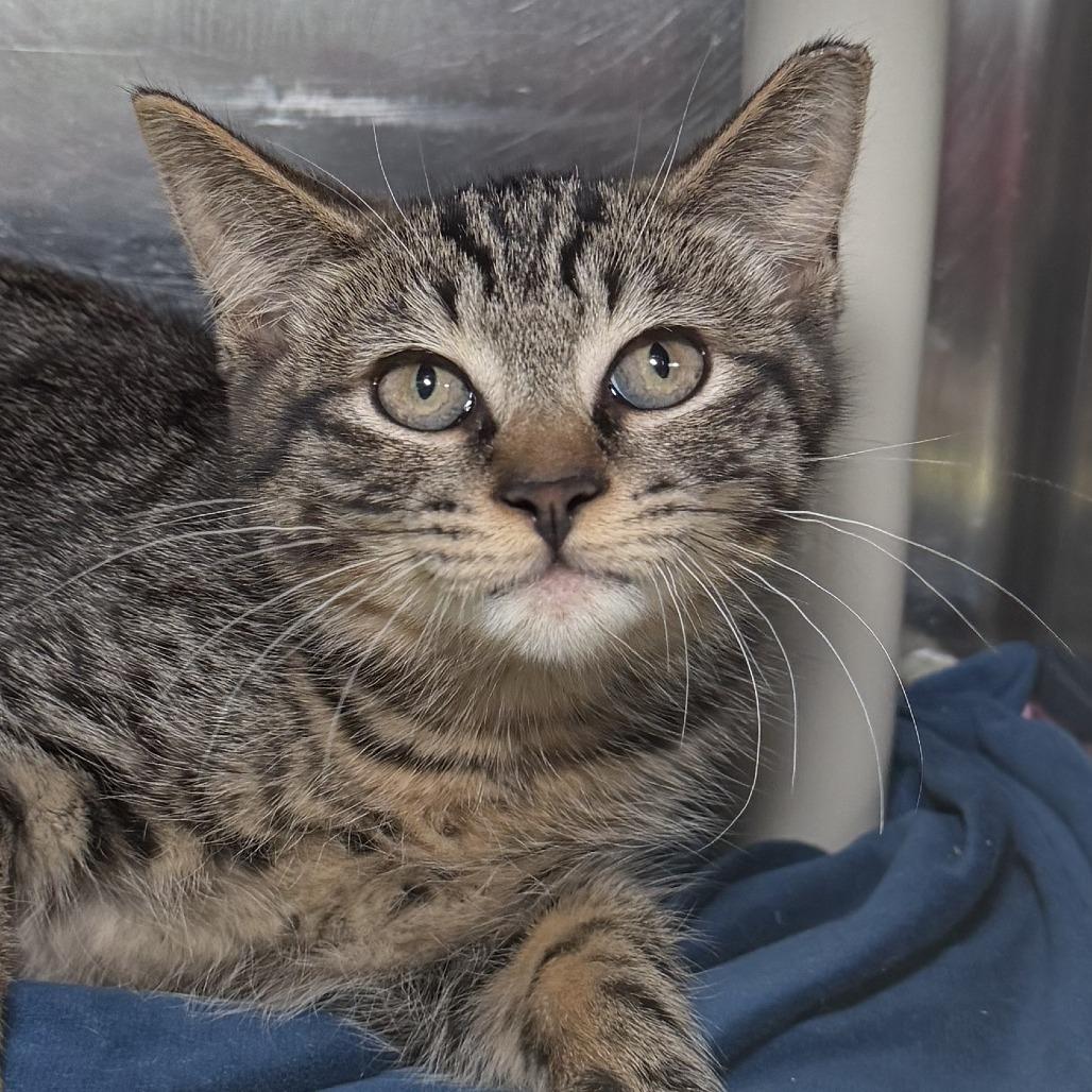 Enlarge Tadpole, a Adoptable Domestic Short Hair in Kennebunk, ME image 2/3