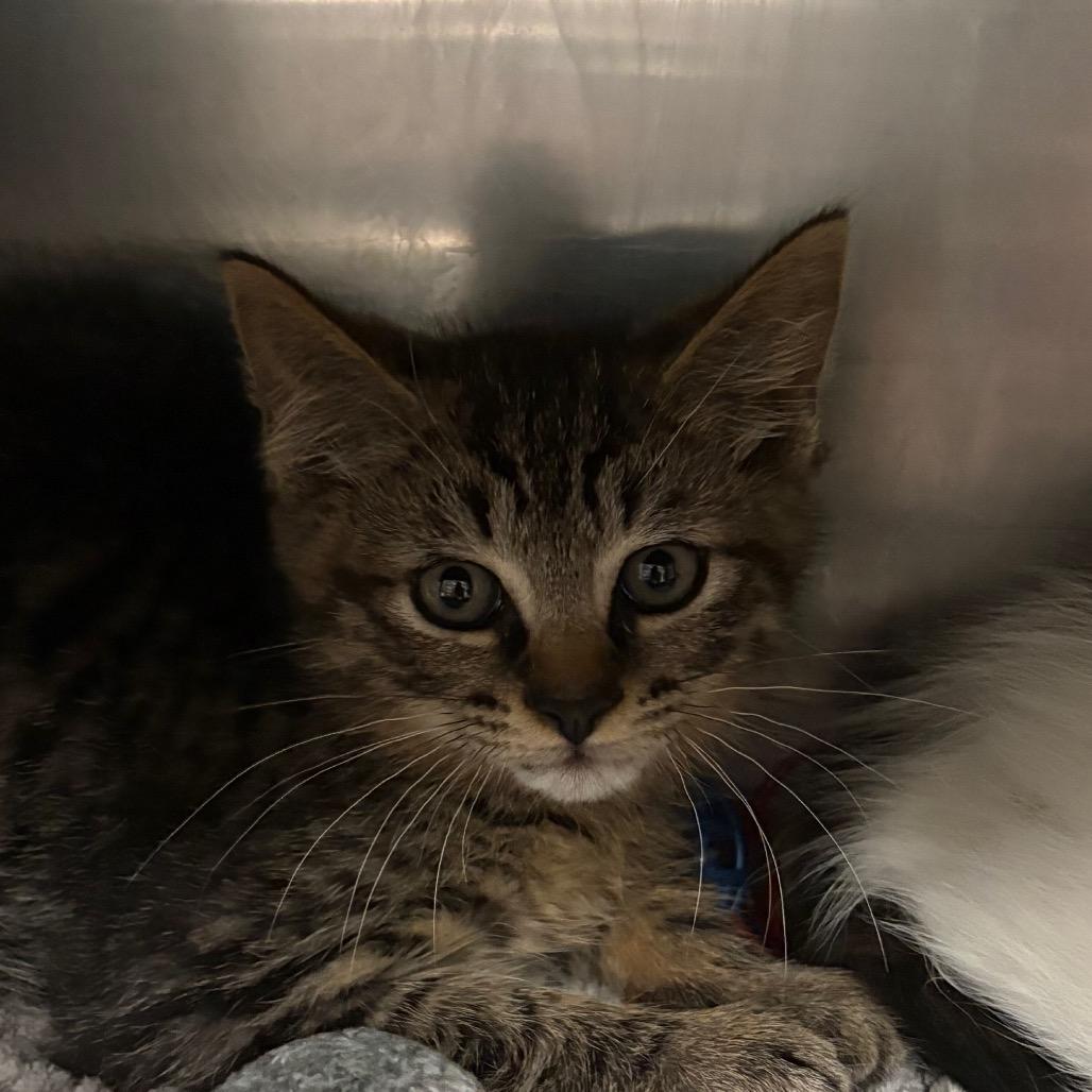 Enlarge Tadpole, a Adoptable Domestic Short Hair in Kennebunk, ME image 3/3