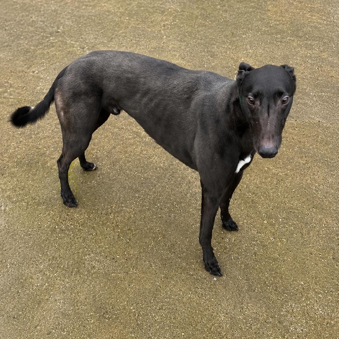 Savana Rodney (Rodney), an adopted Greyhound in North Port, FL image 2/3
