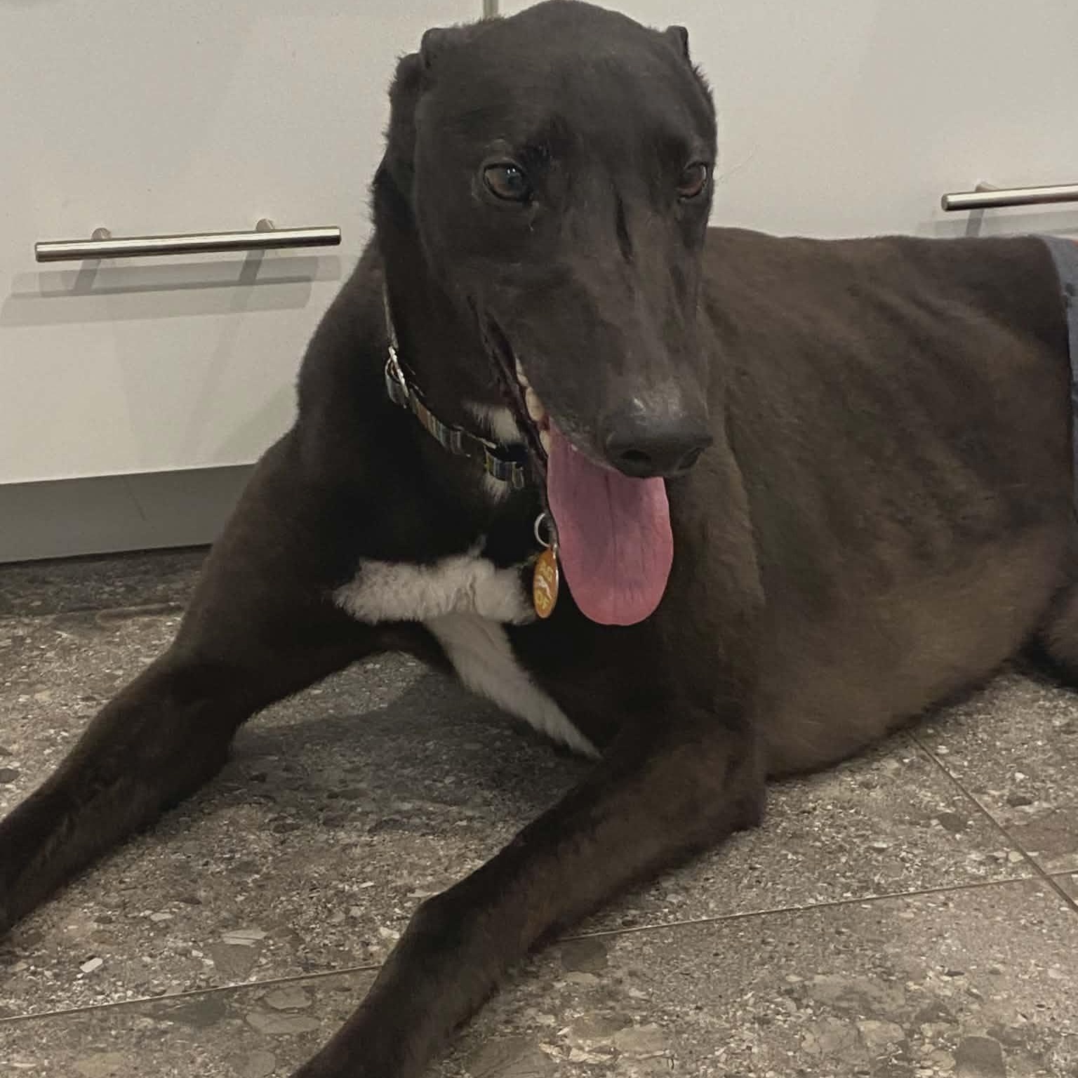 Savana Rodney (Rodney), an adopted Greyhound in North Port, FL image 1/3