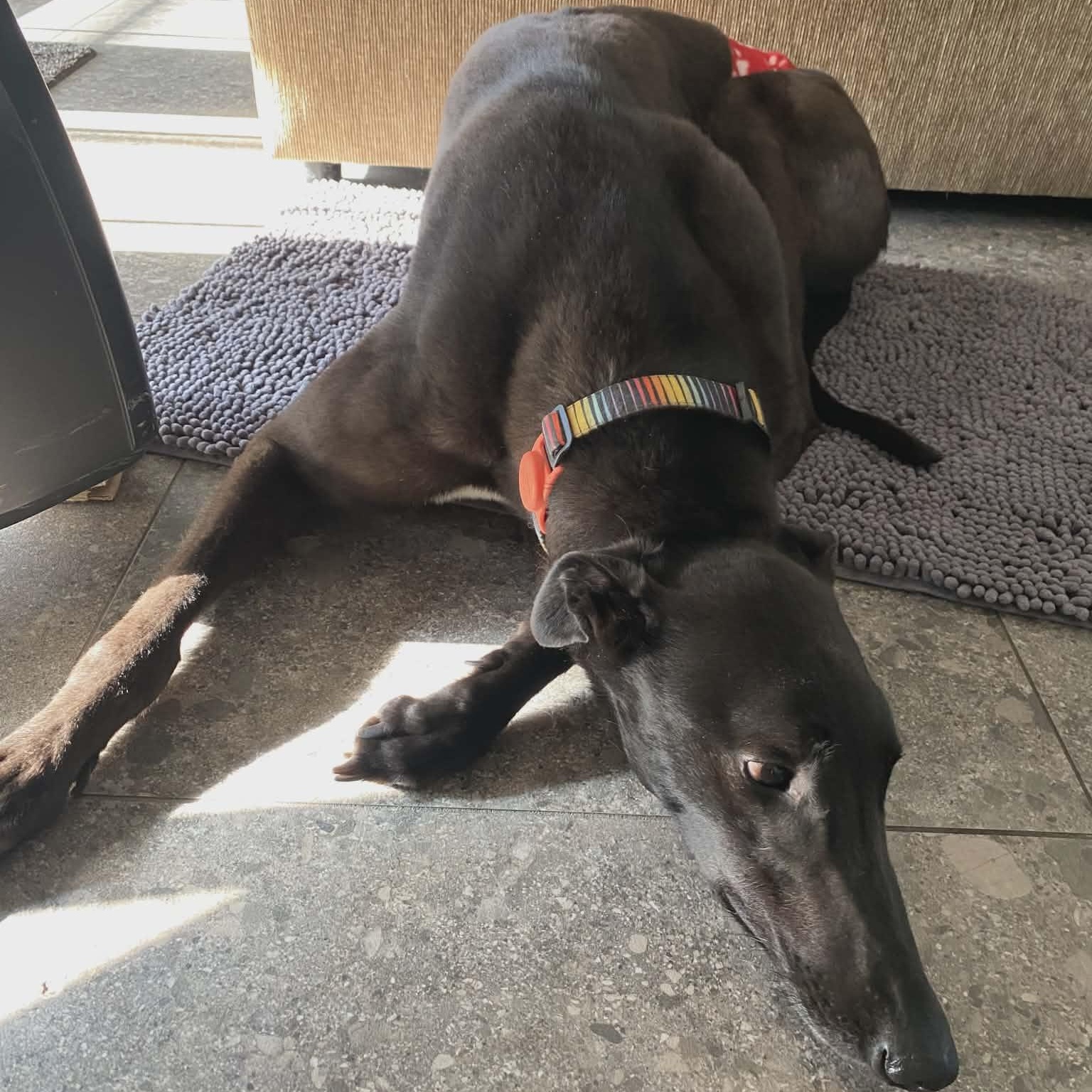 Savana Rodney (Rodney), an adopted Greyhound in North Port, FL image 3/3