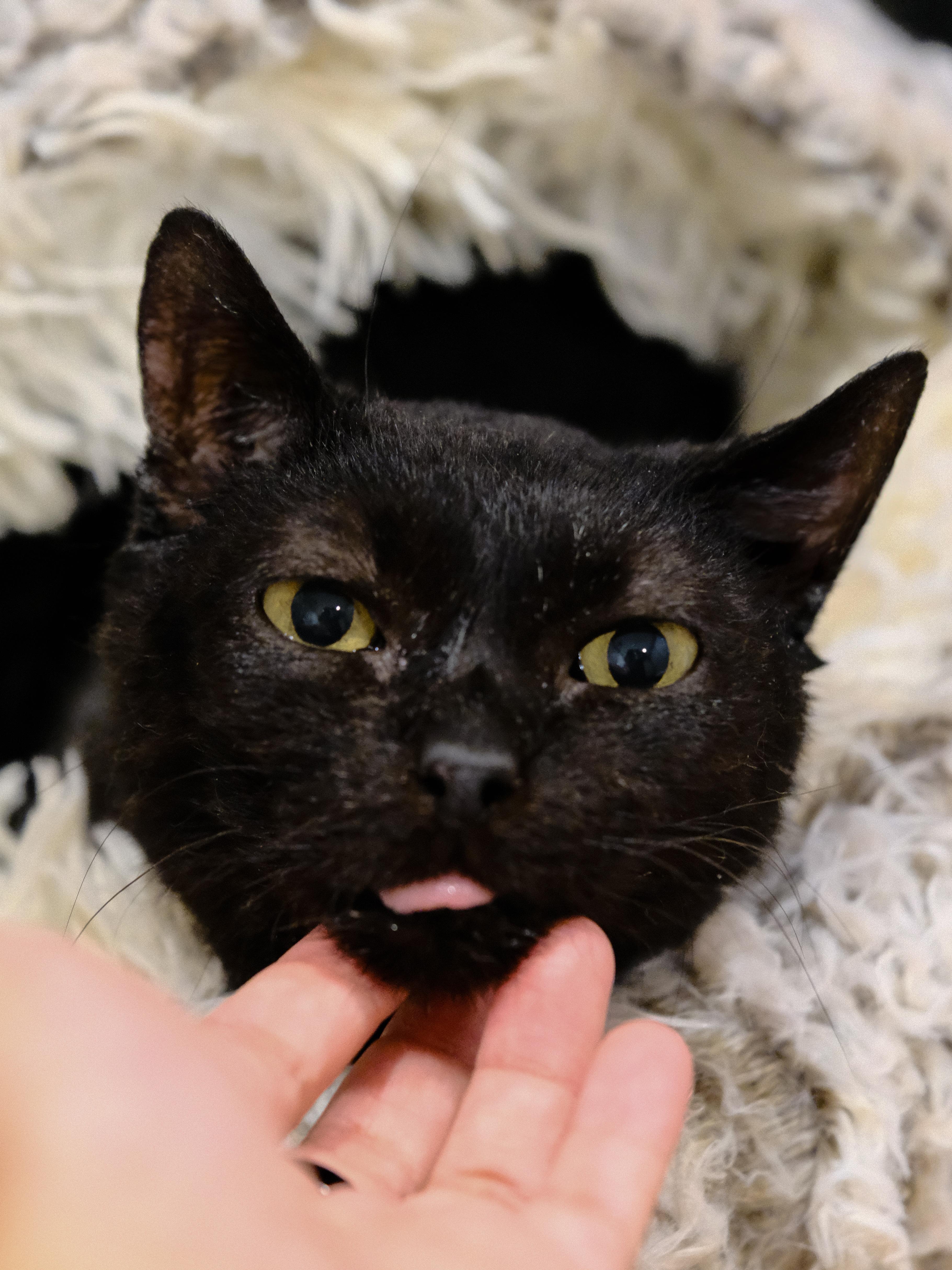 Toothless Tiki