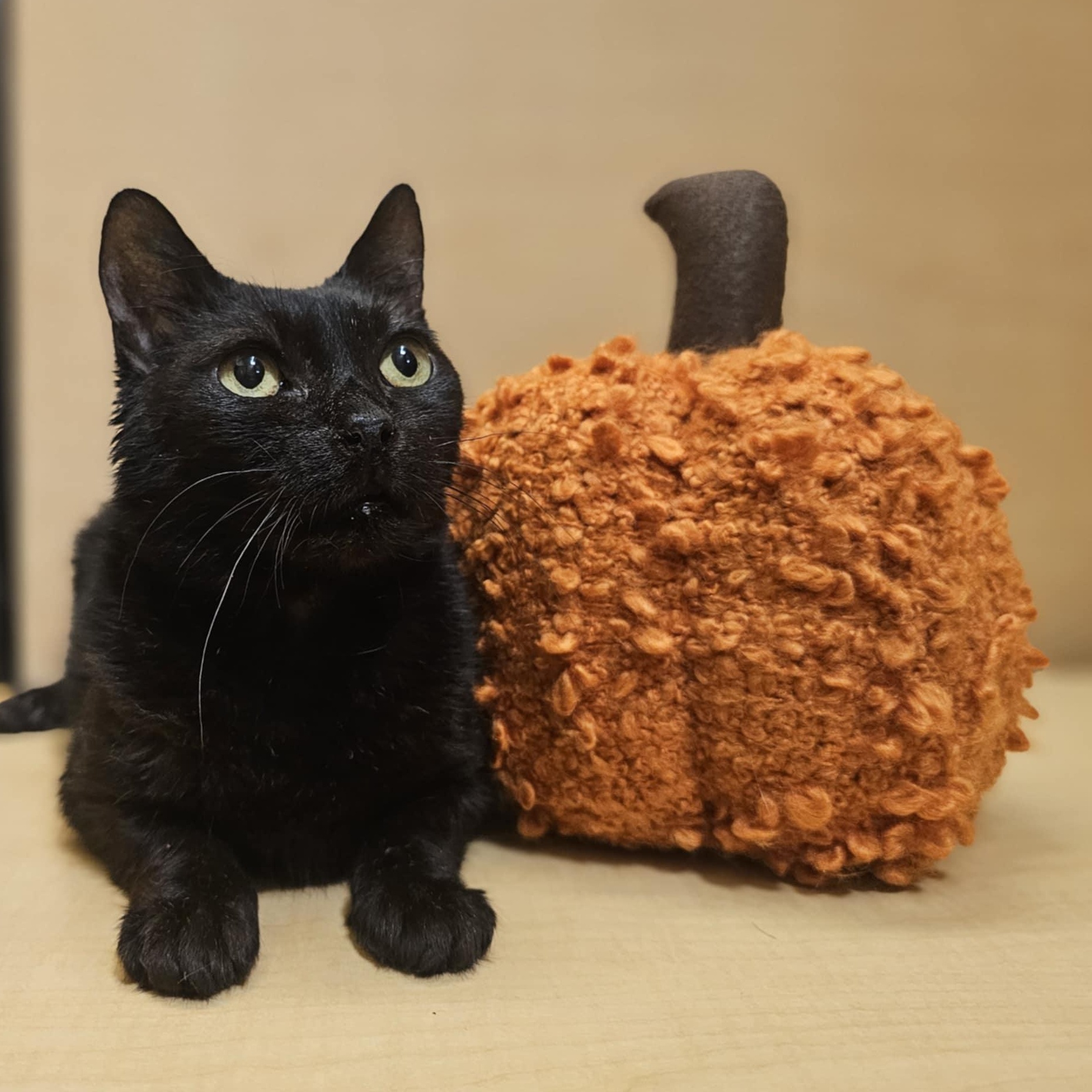 Toothless Tiki