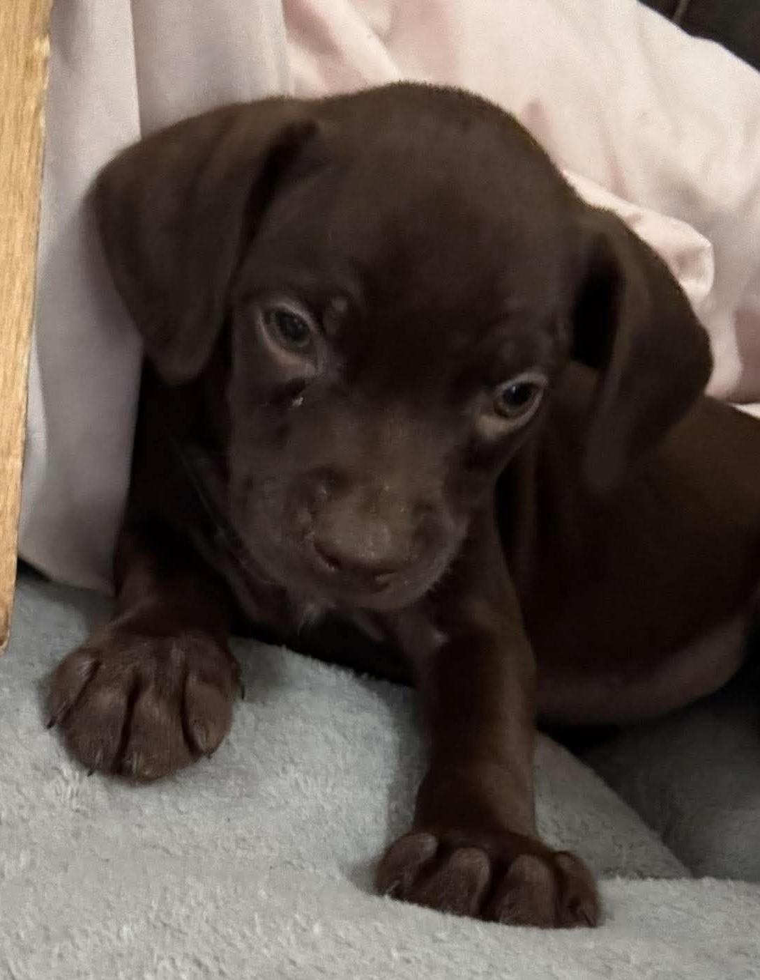 Enlarge Brownie (Super Snuggler), a Adoptable mixed breed in Farmington, CT image 4/6