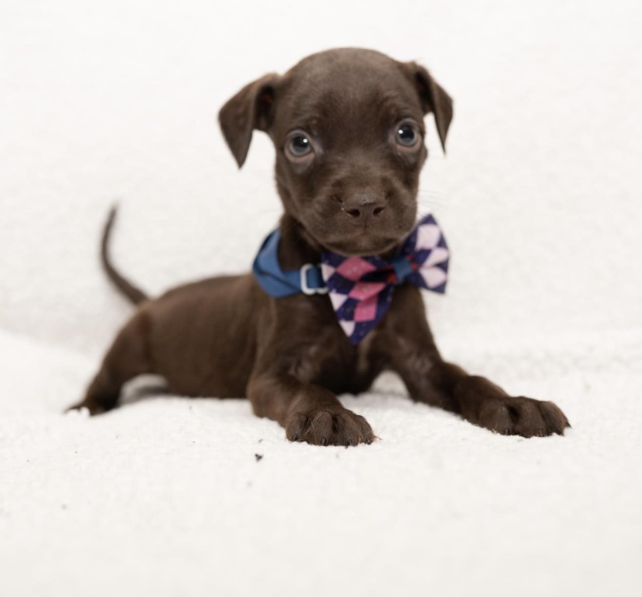 Enlarge Brownie (Super Snuggler), a Adoptable mixed breed in Farmington, CT image 2/6