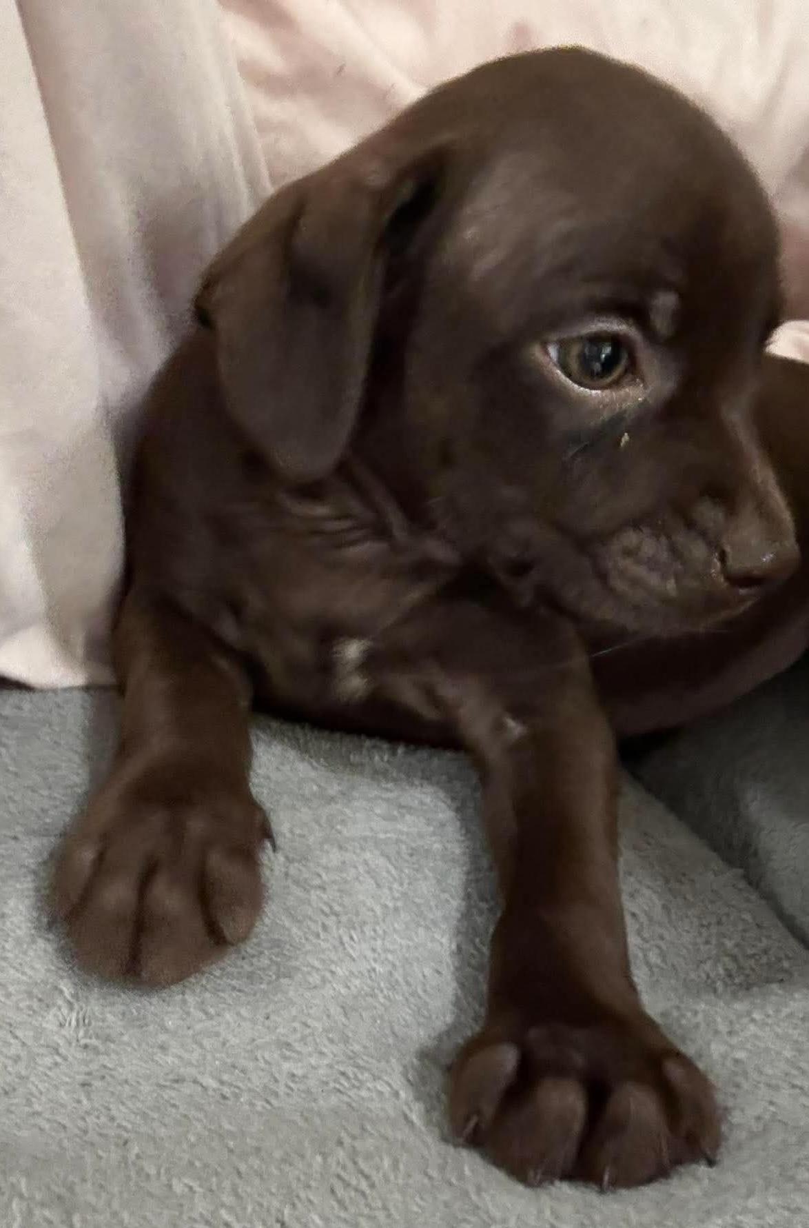 Enlarge Brownie (Super Snuggler), a Adoptable mixed breed in Farmington, CT image 6/6