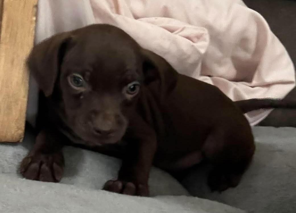 Enlarge Brownie (Super Snuggler), a Adoptable mixed breed in Farmington, CT image 3/6