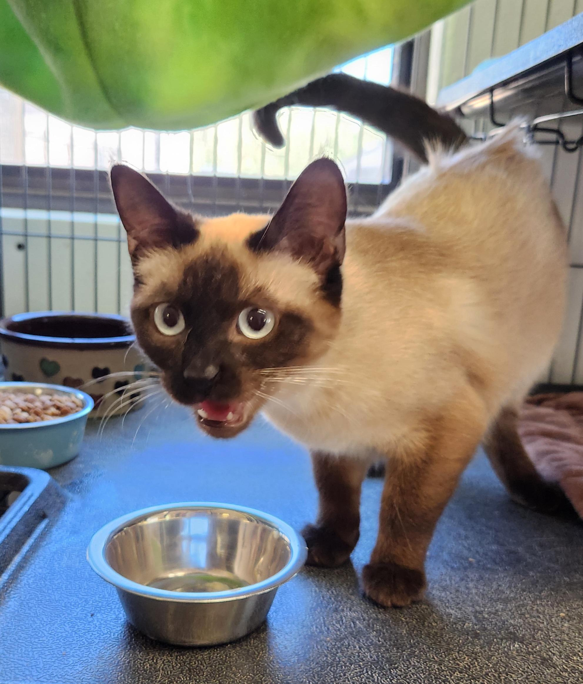 Enlarge Banana, an adopted Siamese in Yarnell, AZ image 2/2