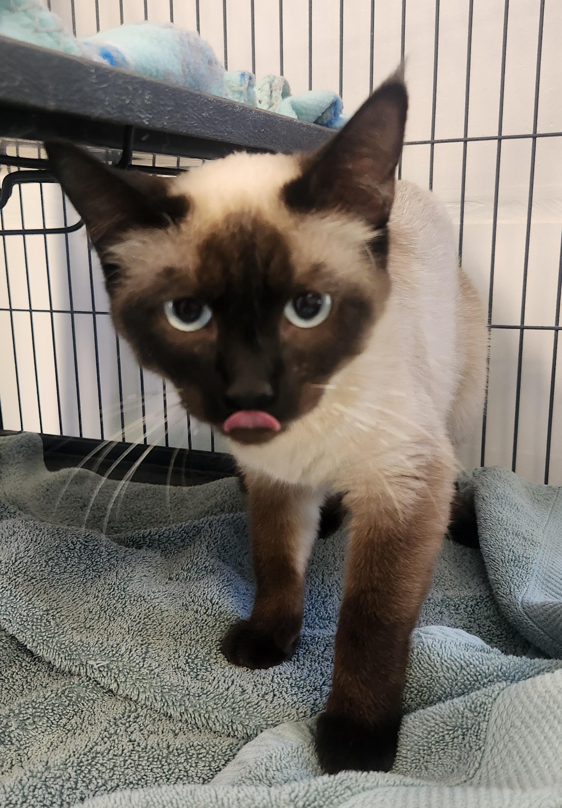 Banana, adopted, Young Female Siamese.