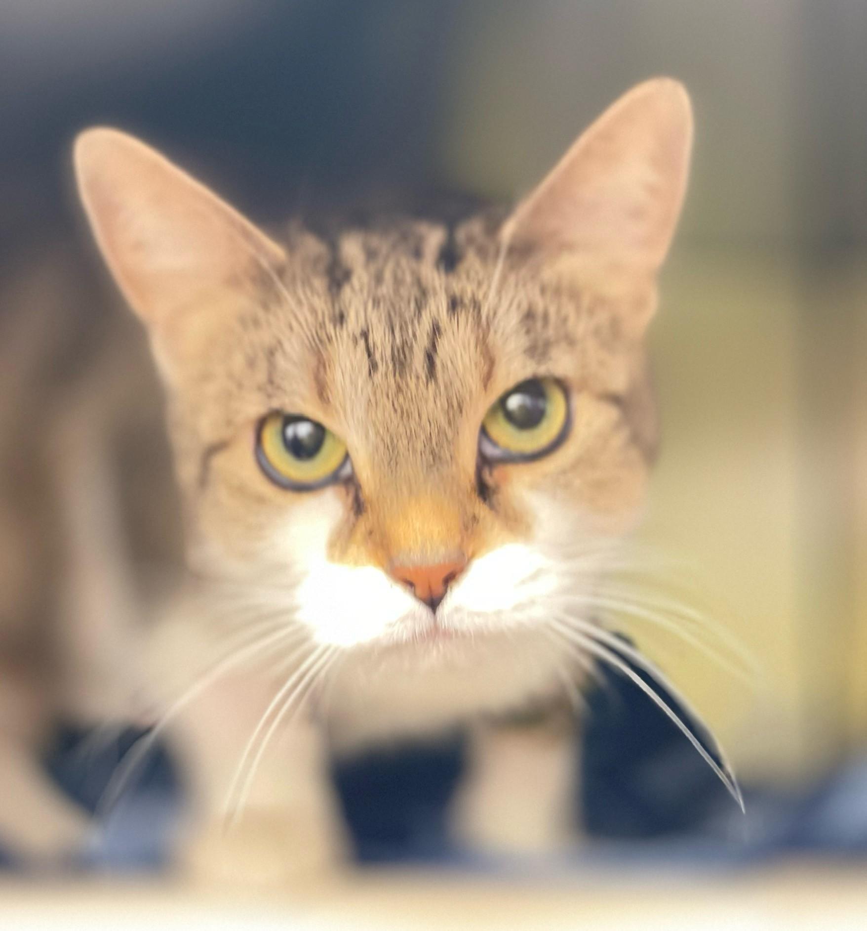 Enlarge Trouble, an adopted Domestic Short Hair in Hamilton, ON image 4/4