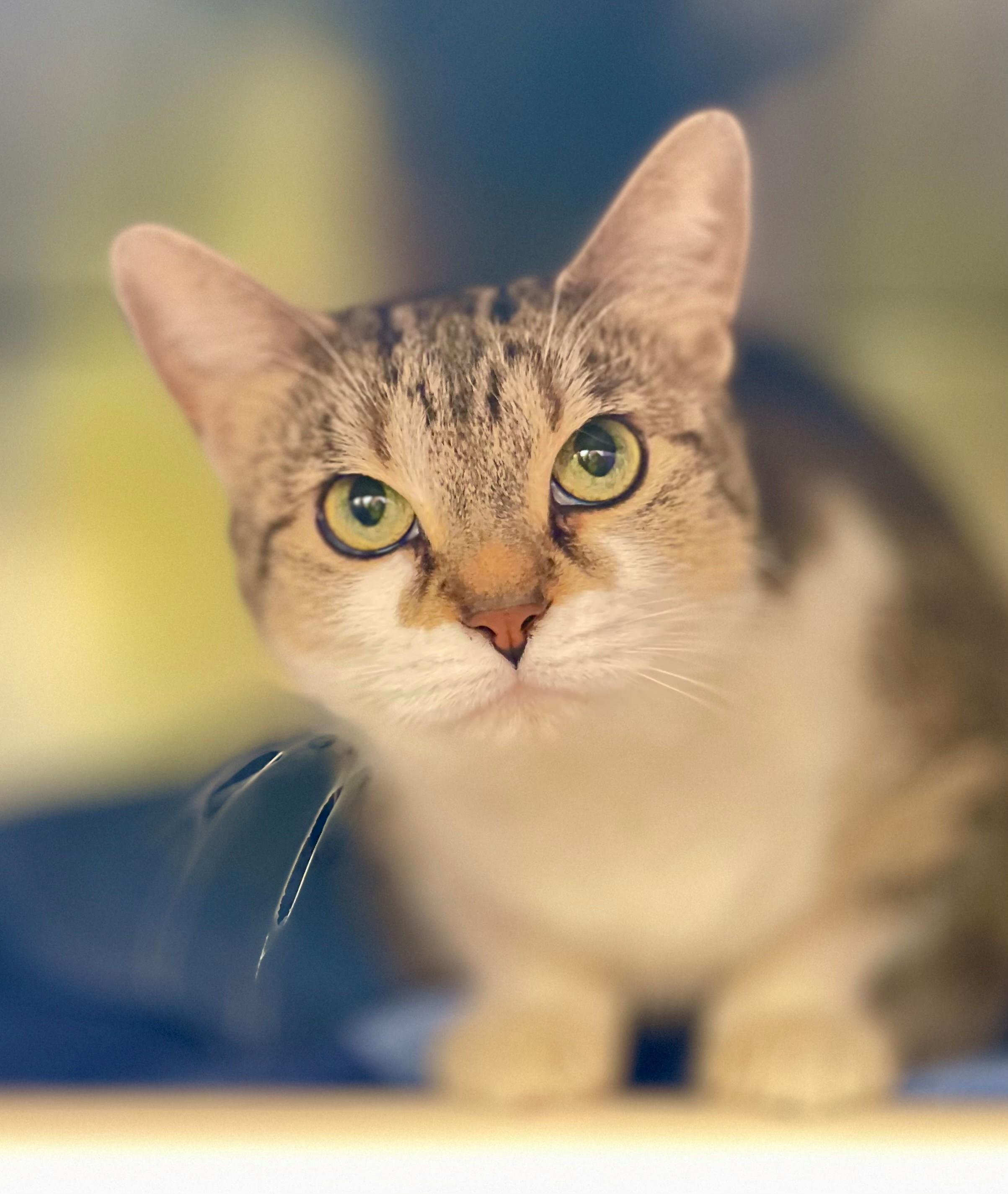 Enlarge Trouble, an adopted Domestic Short Hair in Hamilton, ON image 3/4