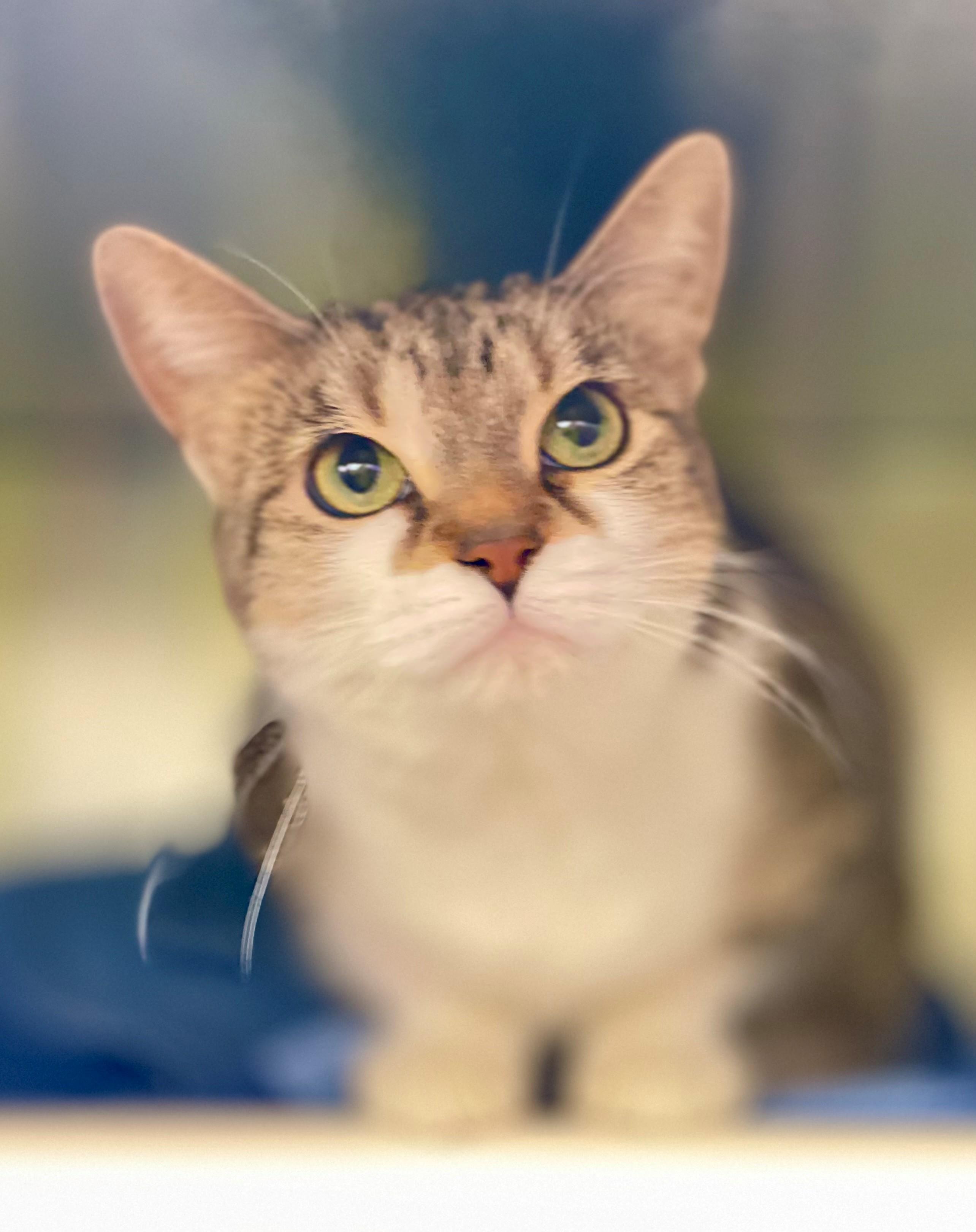 Enlarge Trouble, an adopted Domestic Short Hair in Hamilton, ON image 2/4