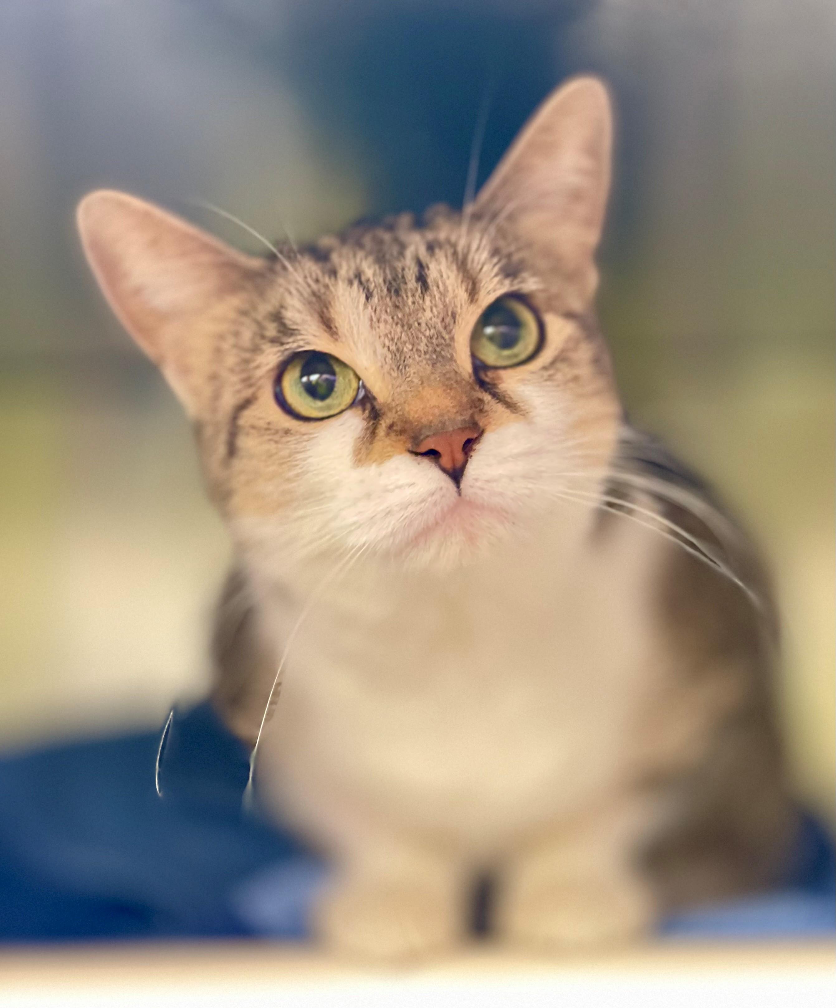 Enlarge Trouble, an adopted Domestic Short Hair in Hamilton, ON image 1/4