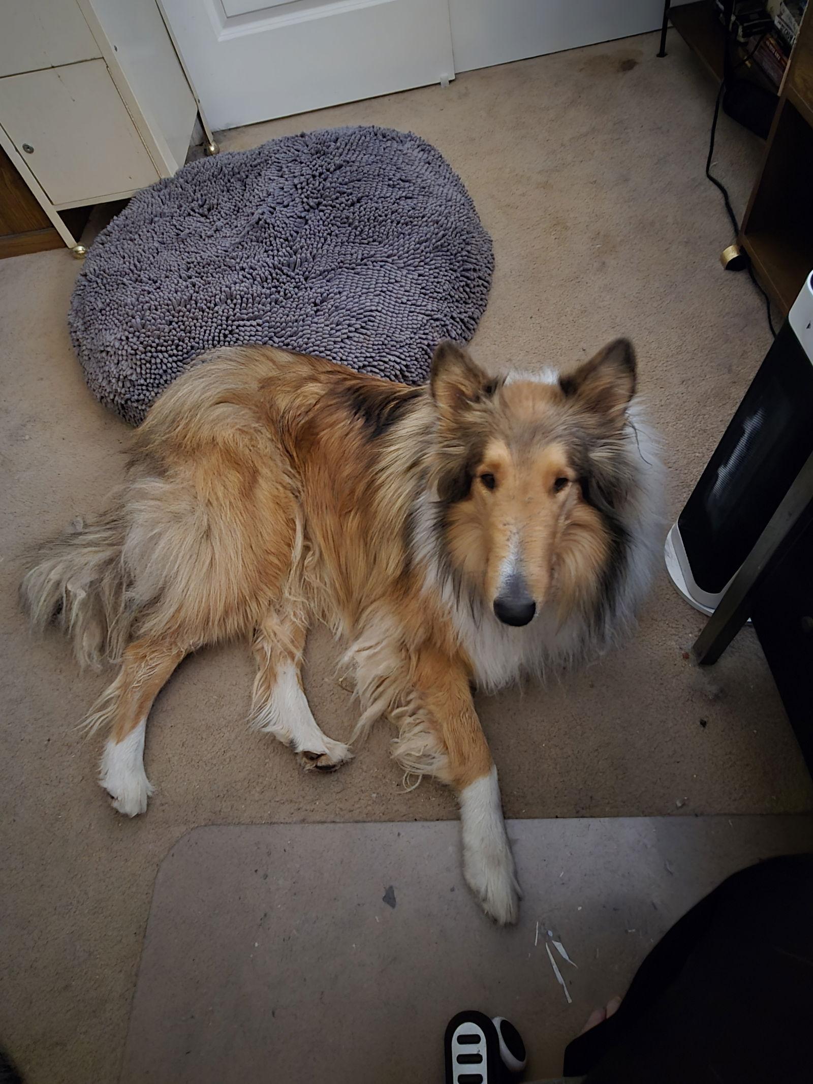 Seaghan pronouned Shane, Adoptable, Adult Male Collie.