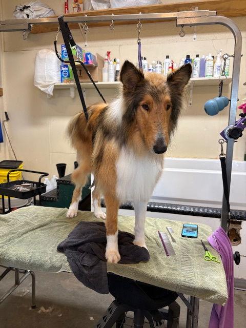 Enlarge Seaghan pronouned Shane, a Adoptable Collie in Pueblo West, CO image 2/3