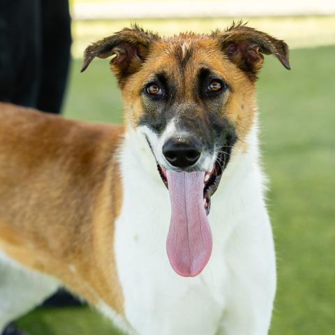 CANE, Adoptable, Adult Male German Shepherd Dog & Border Collie.