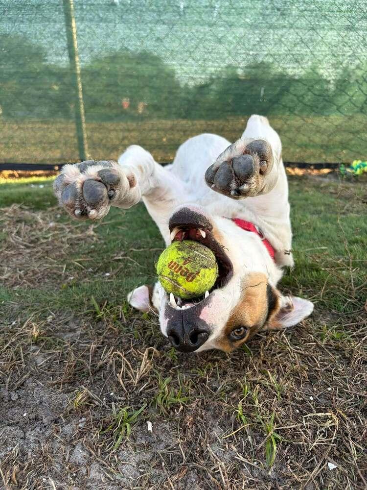 Enlarge Frosty Snowball, a Adoptable mixed breed in Seminole, FL image 1/6