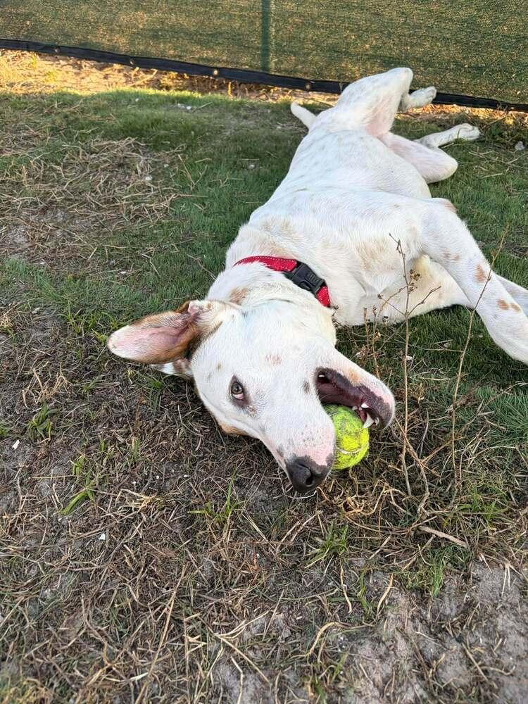 Enlarge Frosty Snowball, a Adoptable mixed breed in Seminole, FL image 2/6