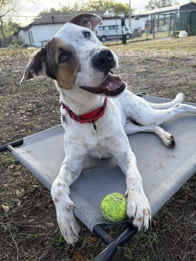 Enlarge Frosty Snowball, a Adoptable mixed breed in Seminole, FL image 3/6