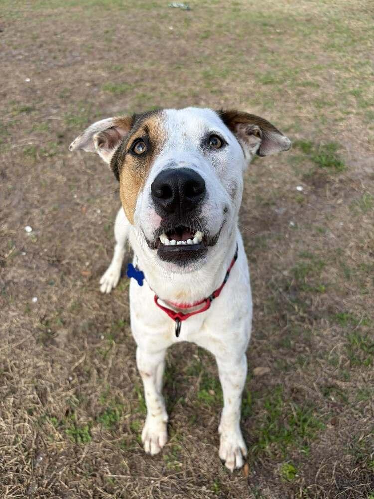 Enlarge Frosty Snowball, a Adoptable mixed breed in Seminole, FL image 4/6